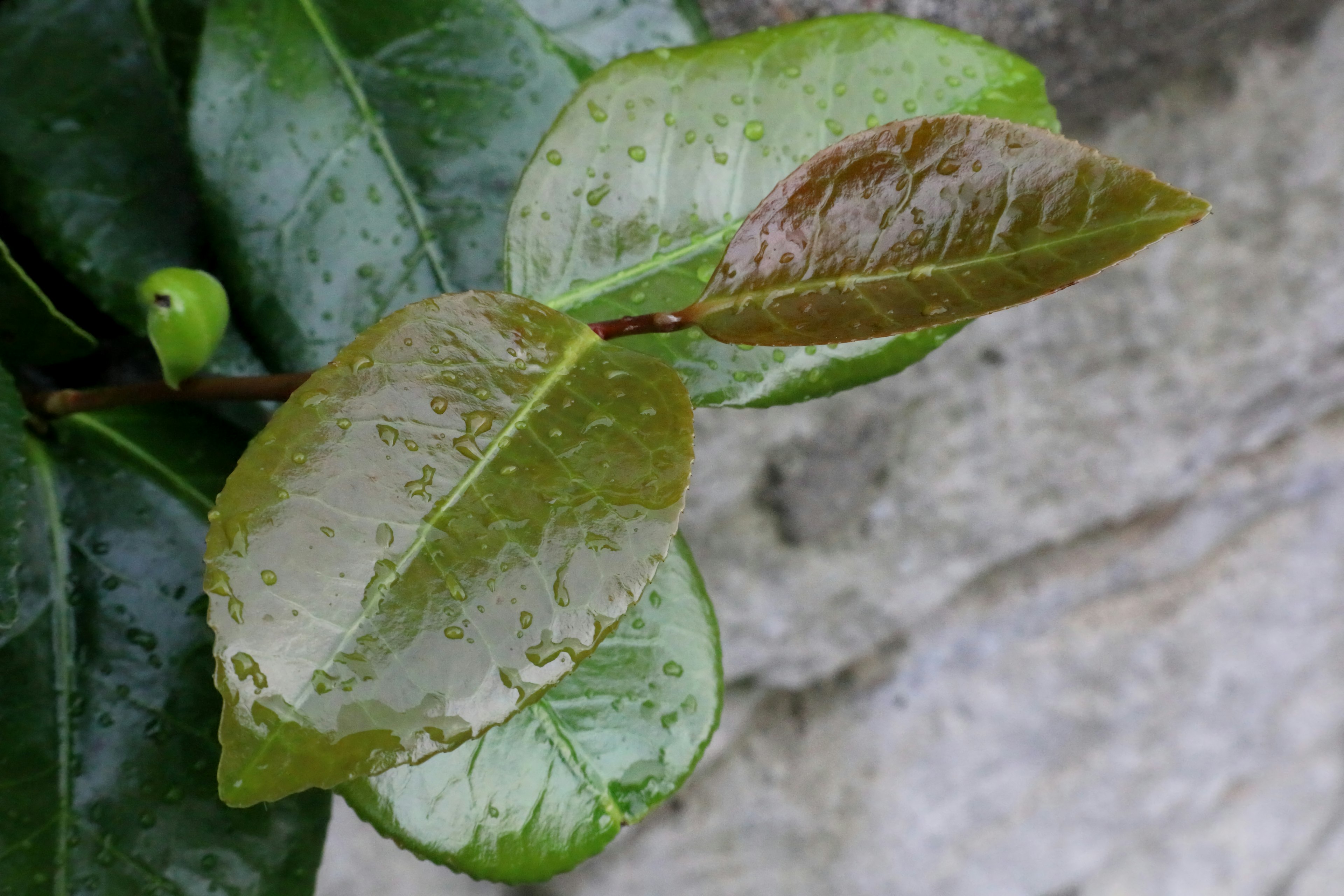 Primer plano de hojas verdes con gotas de lluvia