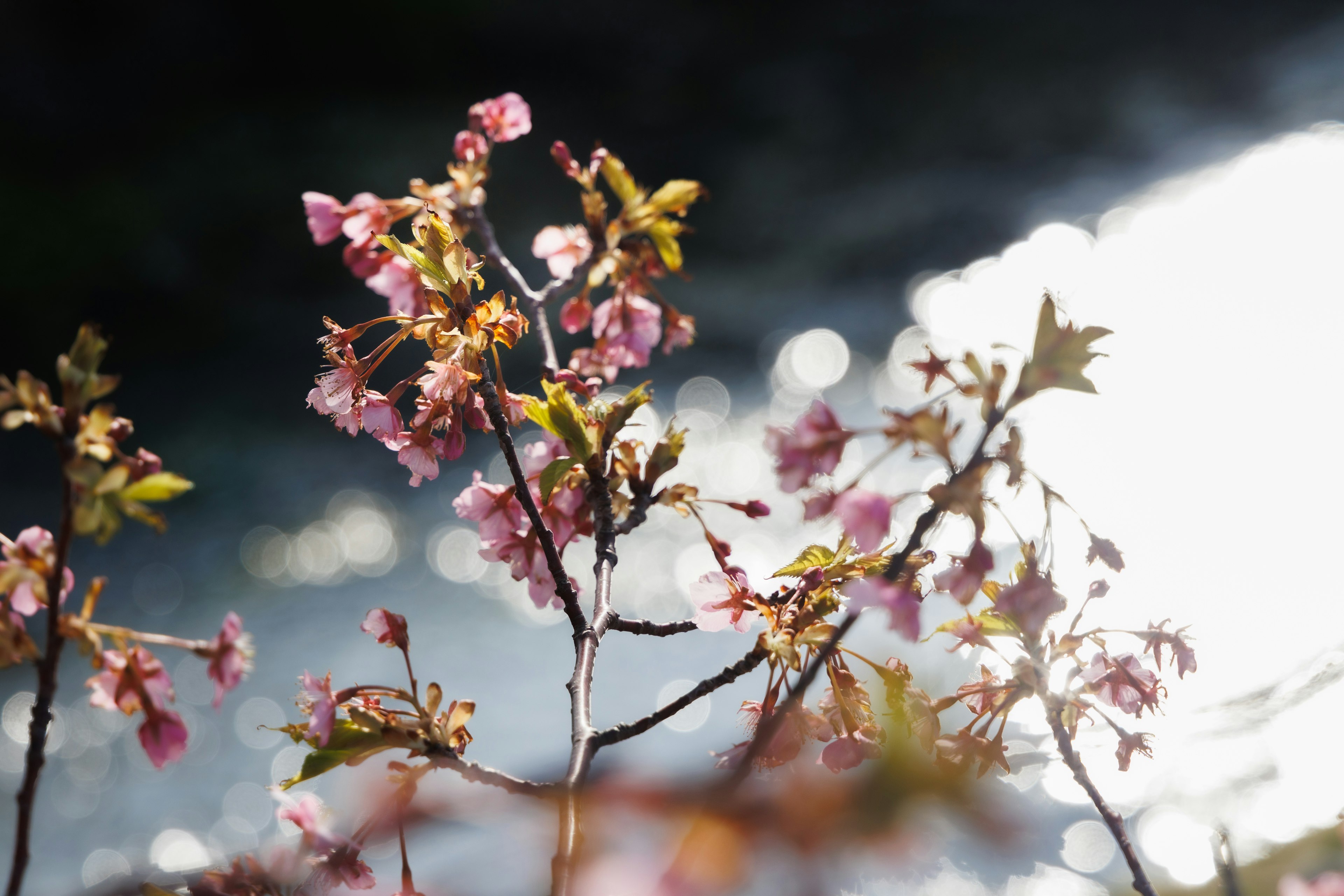 Primer plano de flores de cerezo contra una superficie de agua reflectante