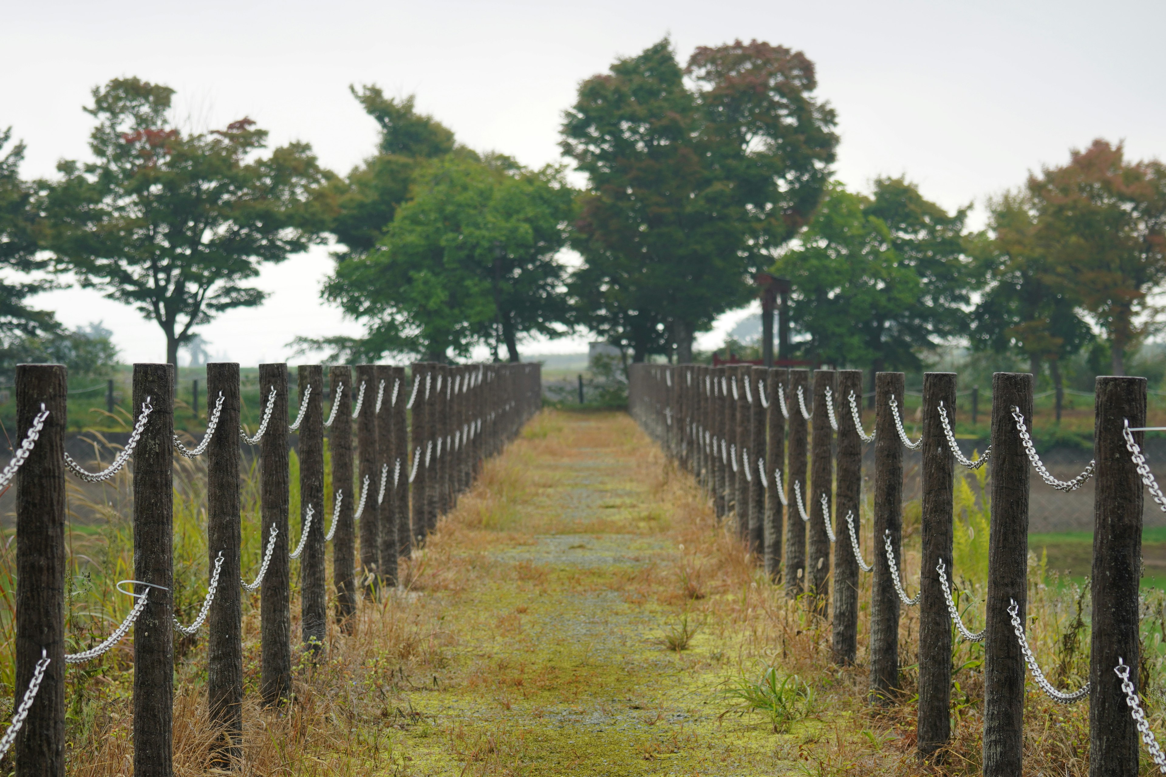 緑の木々に囲まれた細い小道とフェンスの風景