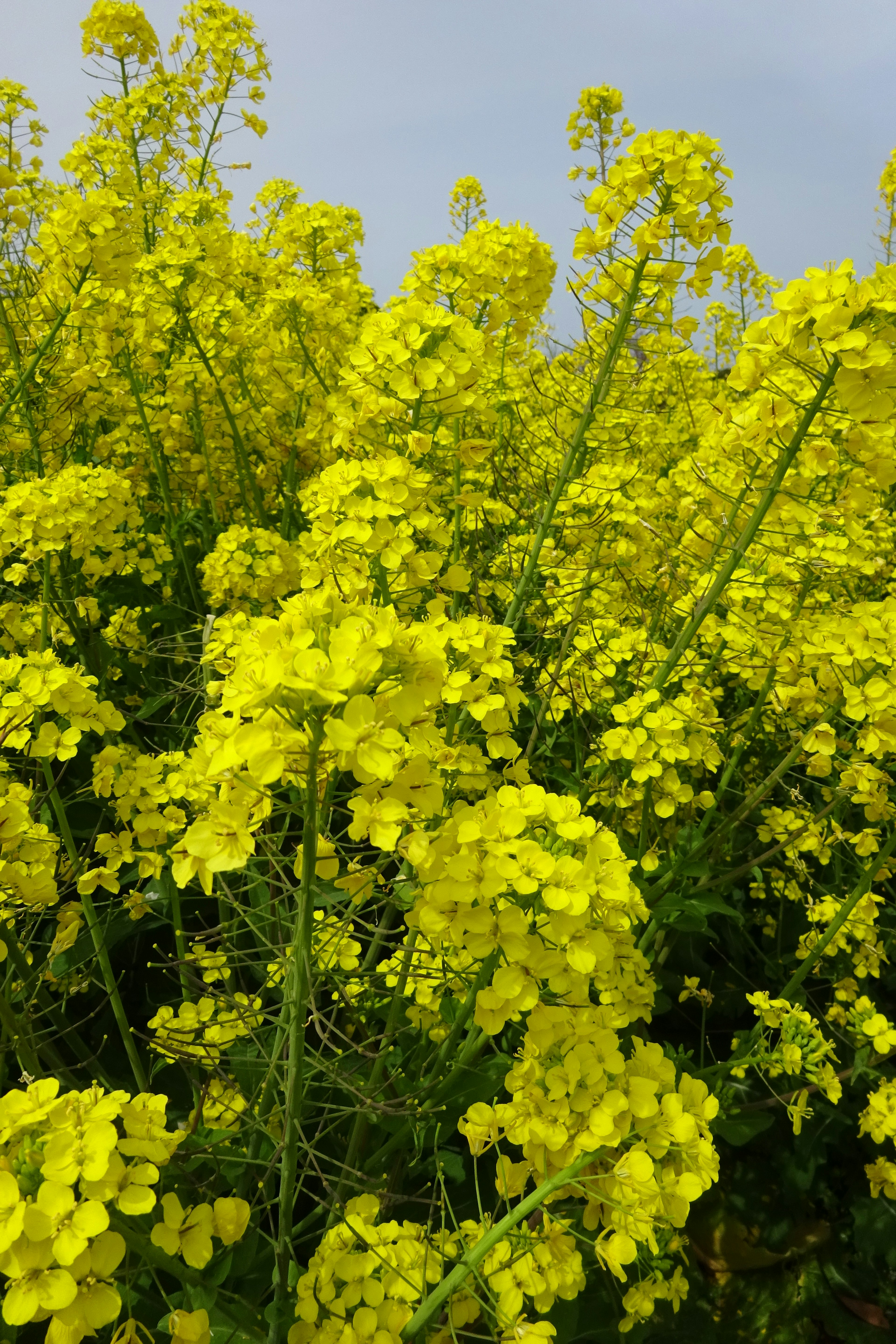 Field of blooming yellow rapeseed flowers