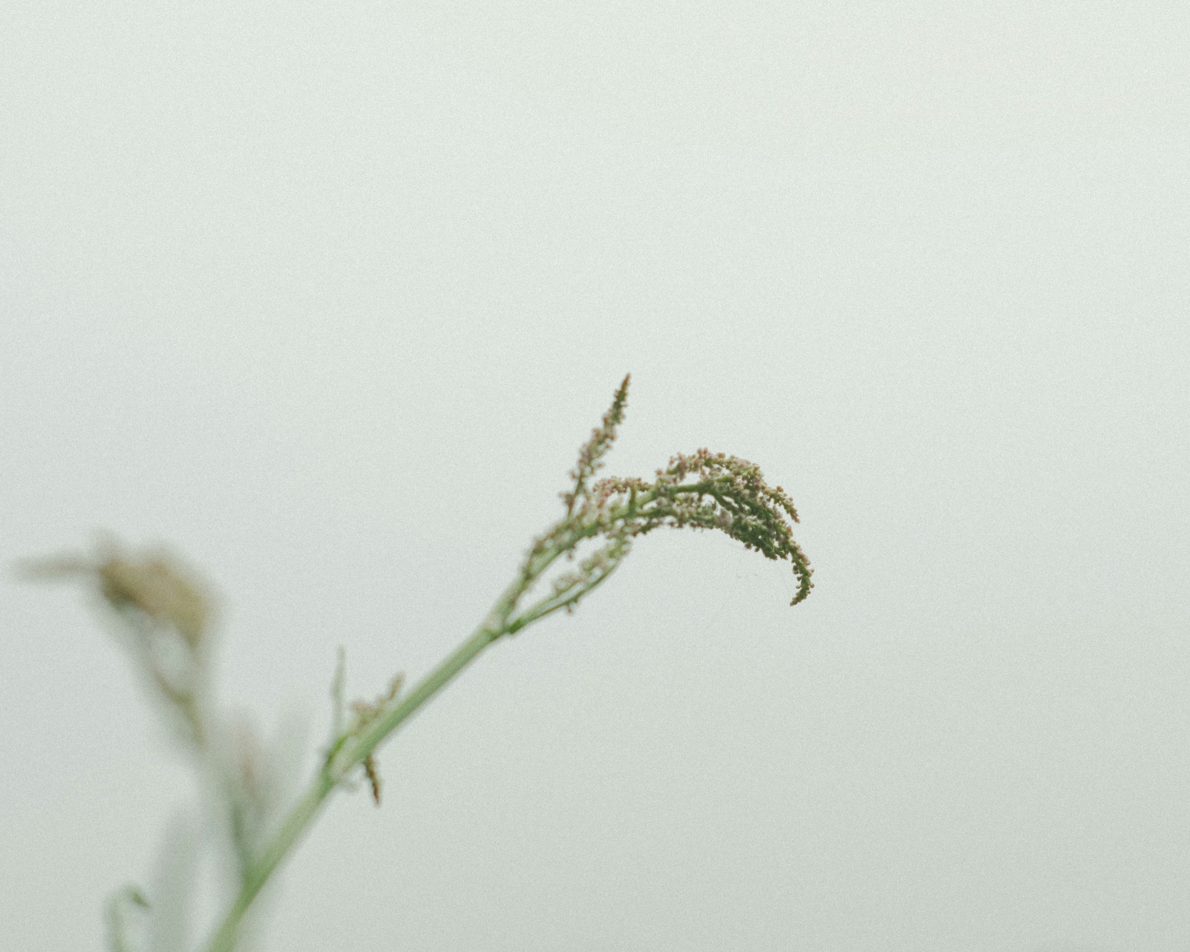 淡い背景に細い草の茎が立っている