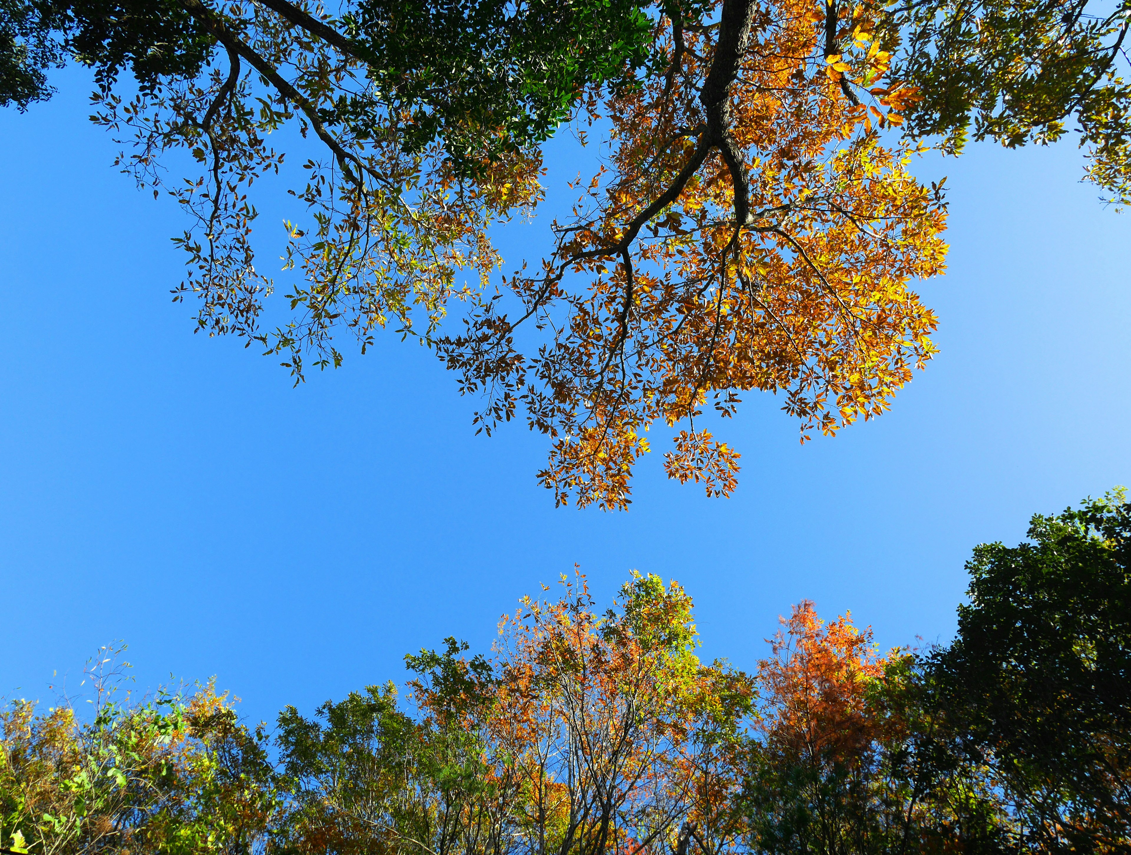 Árboles de otoño coloridos contra un cielo azul claro