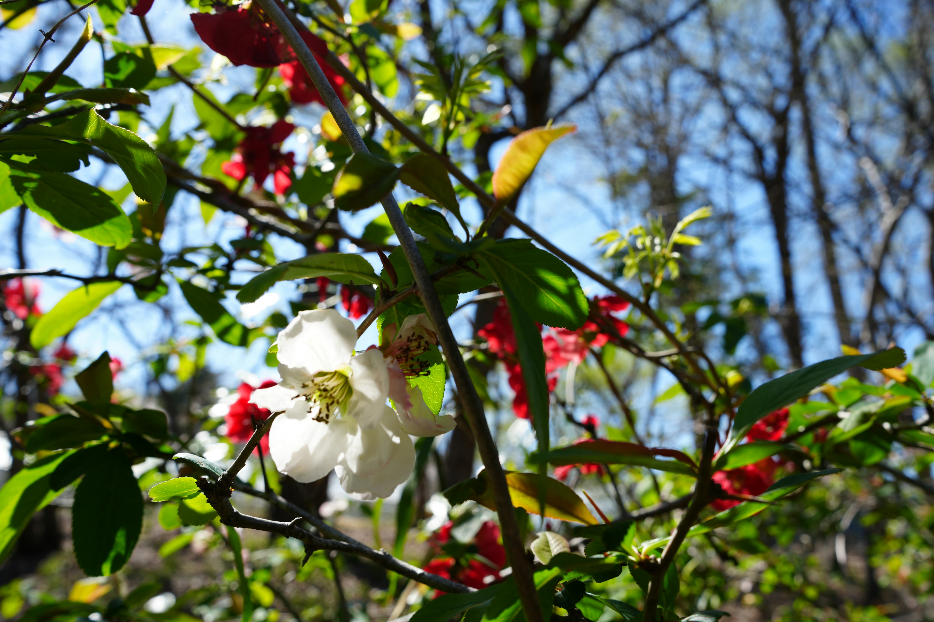 Branch with white and red flowers among green leaves