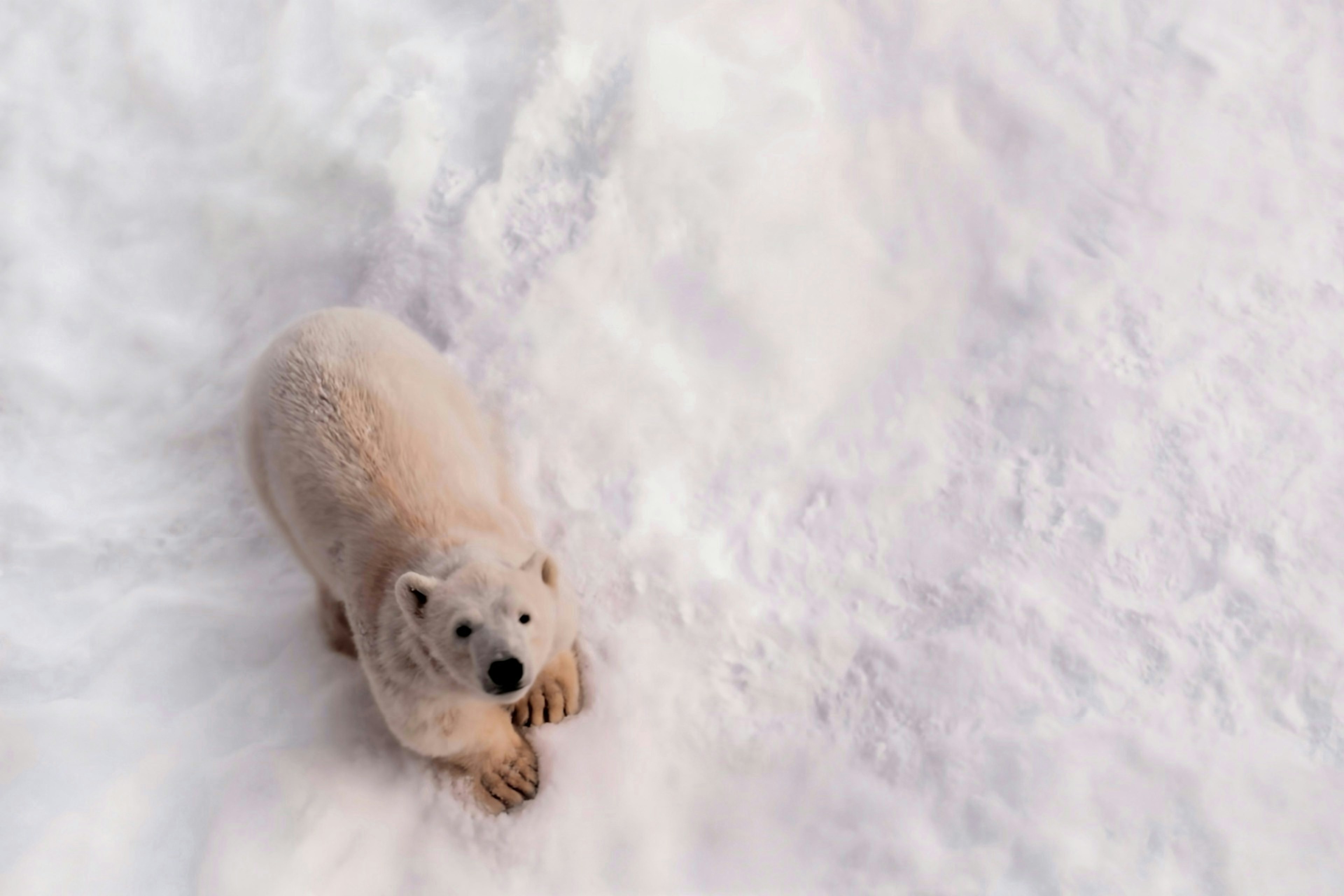 Ein Eisbär im Schnee aus der Vogelperspektive