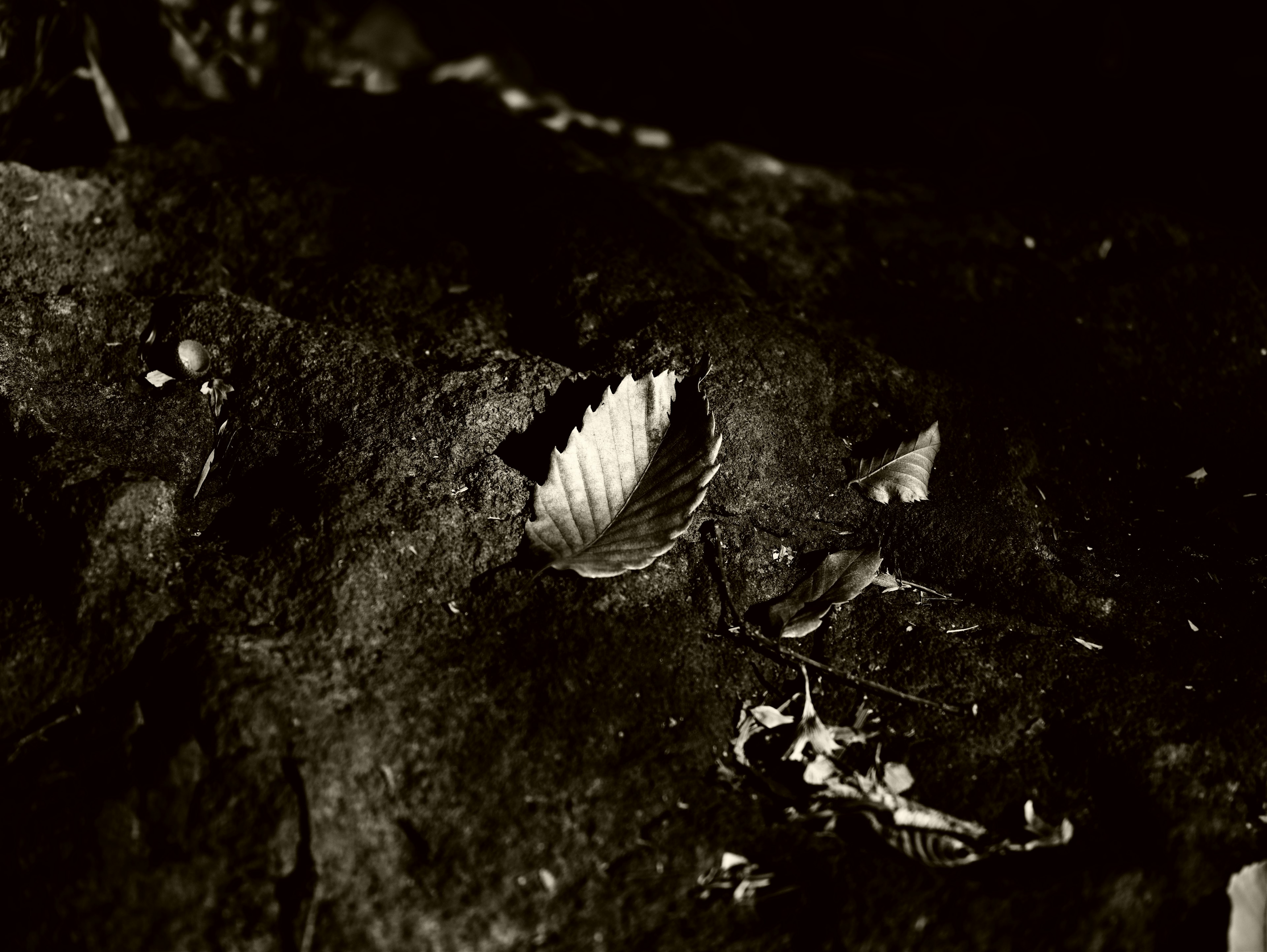 Leaf-shaped hole in dark background with surrounding natural elements