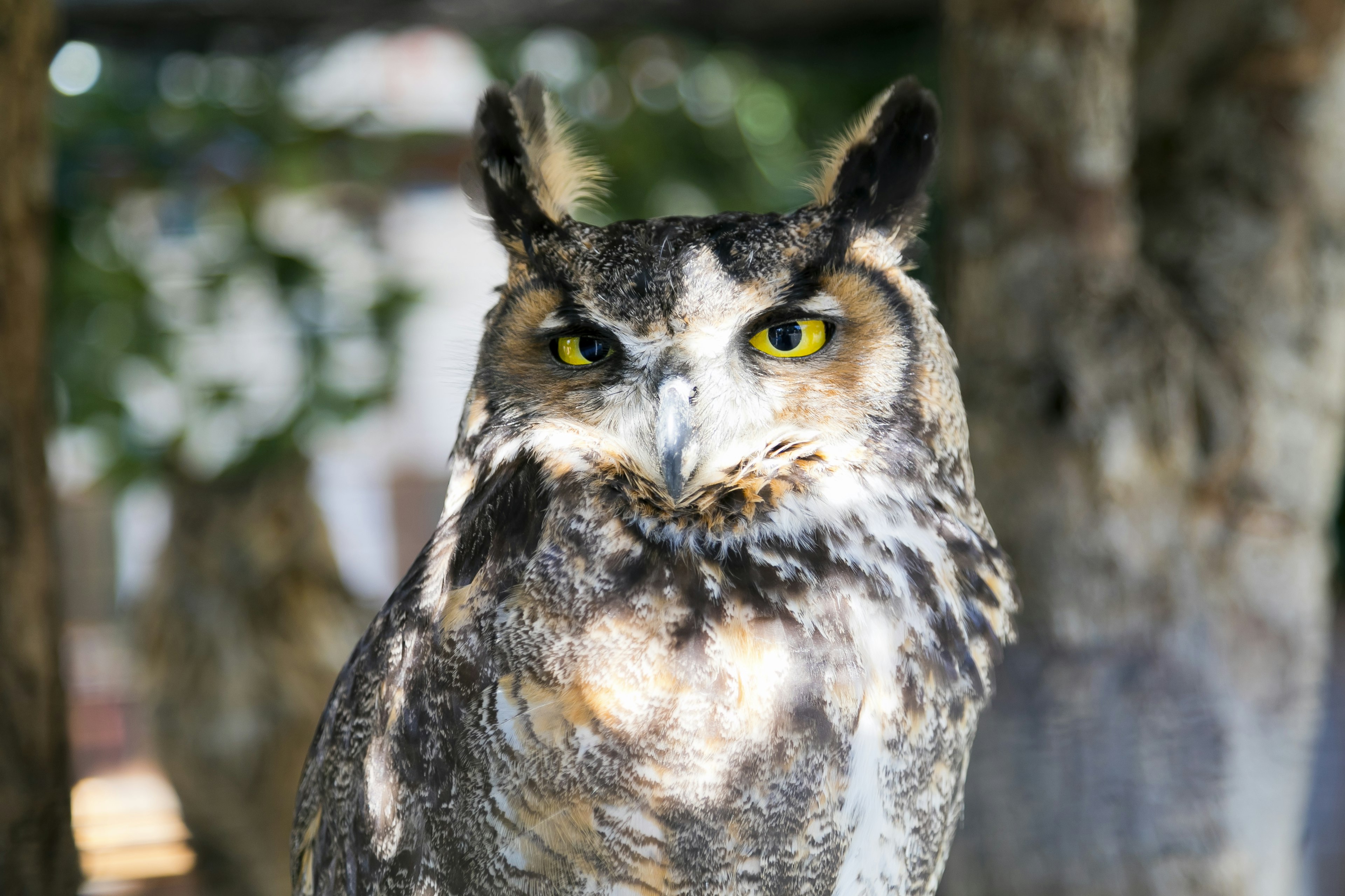 Cette image présente un gros plan d'un hibou avec des yeux verts frappants