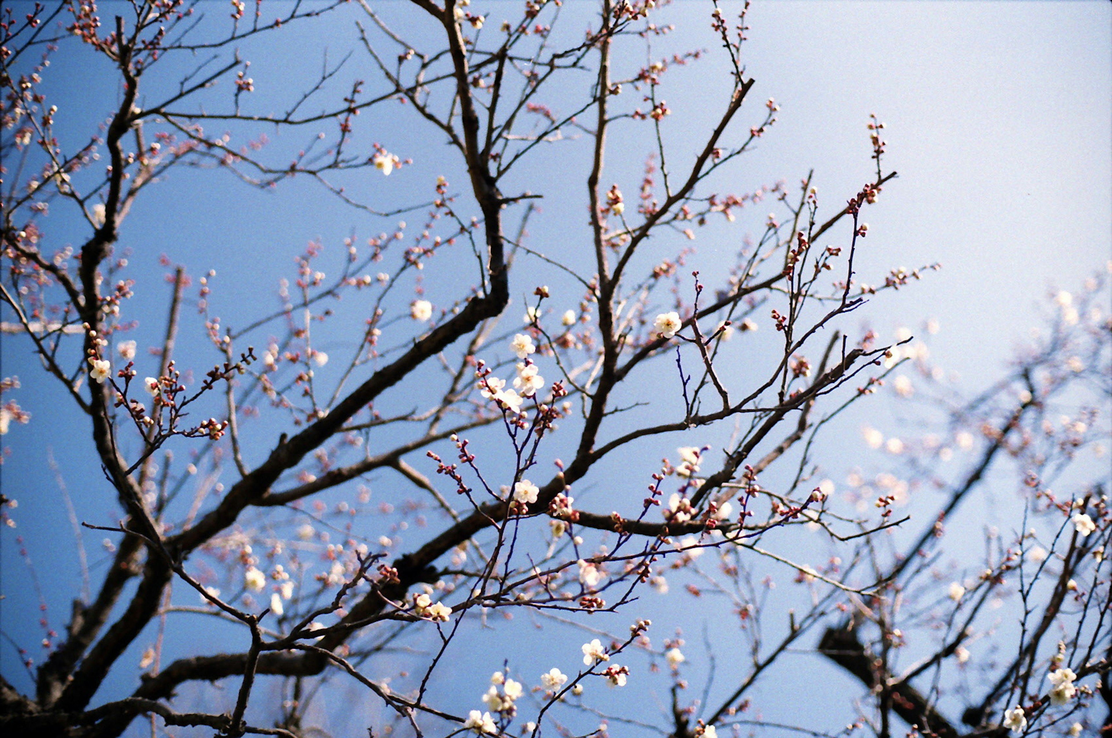 Kirschblüten blühen an Zweigen vor einem blauen Himmel