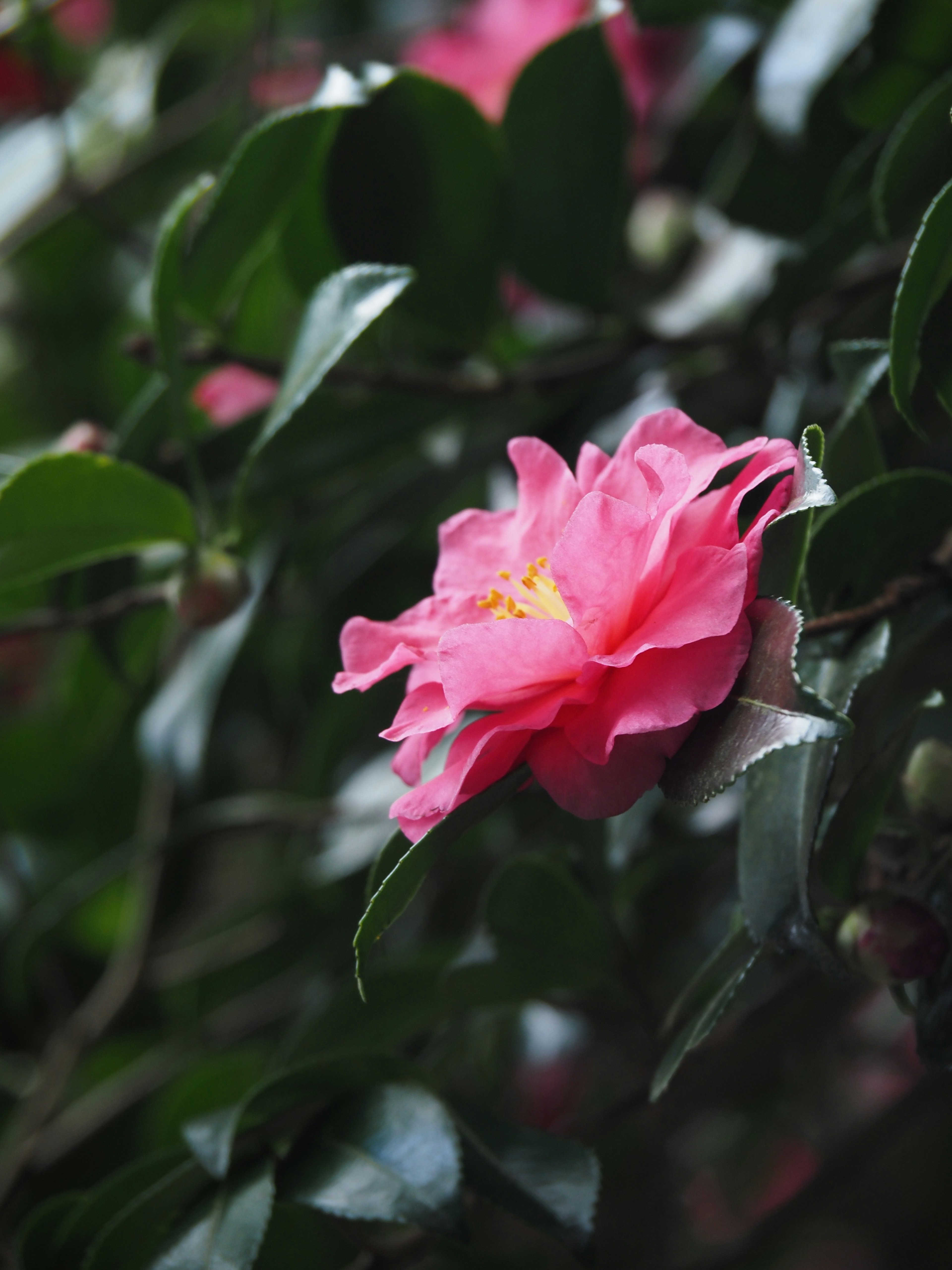 Nahaufnahme einer lebhaften rosa Kamelienblüte umgeben von grünen Blättern