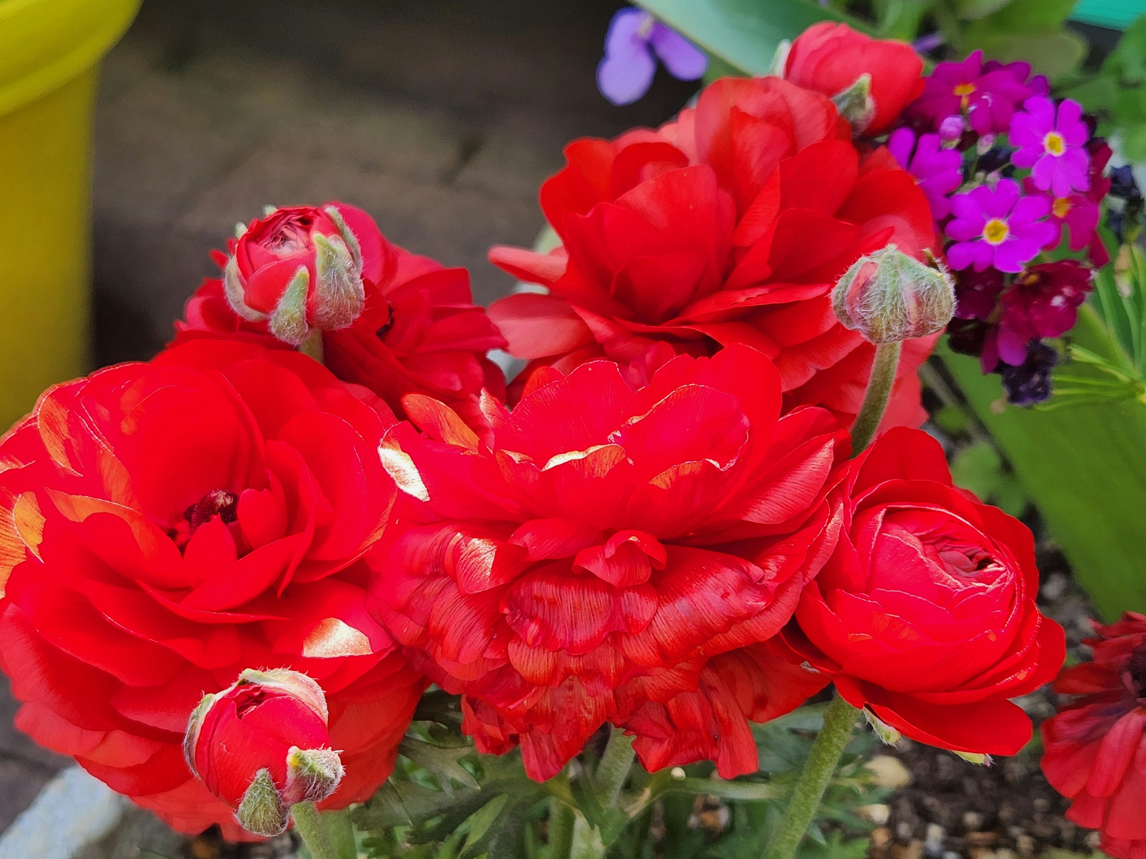 Fiori rossi vivaci con foglie verdi lussureggianti in un giardino