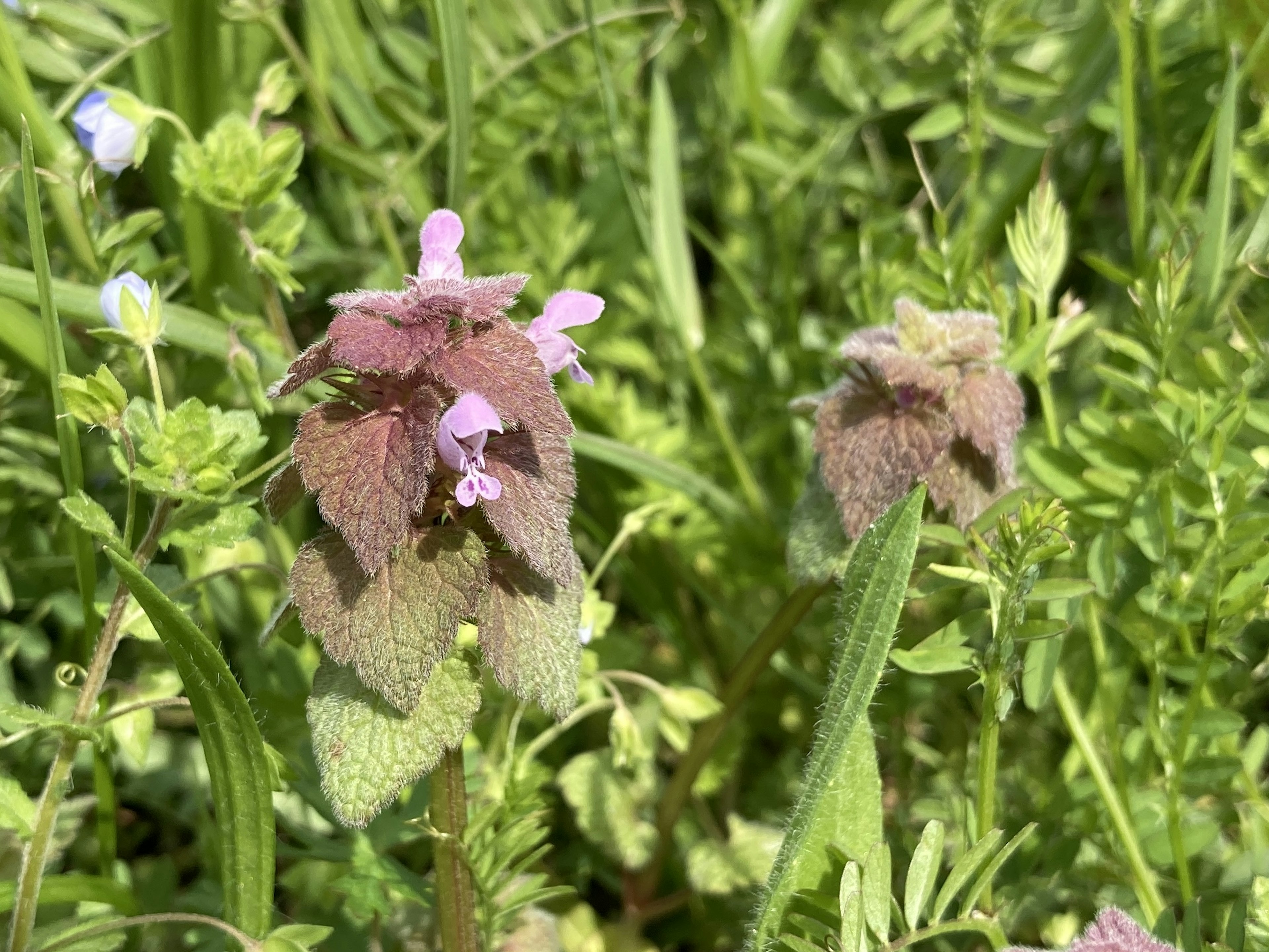 Primer plano de una planta con pequeñas flores moradas entre la hierba verde