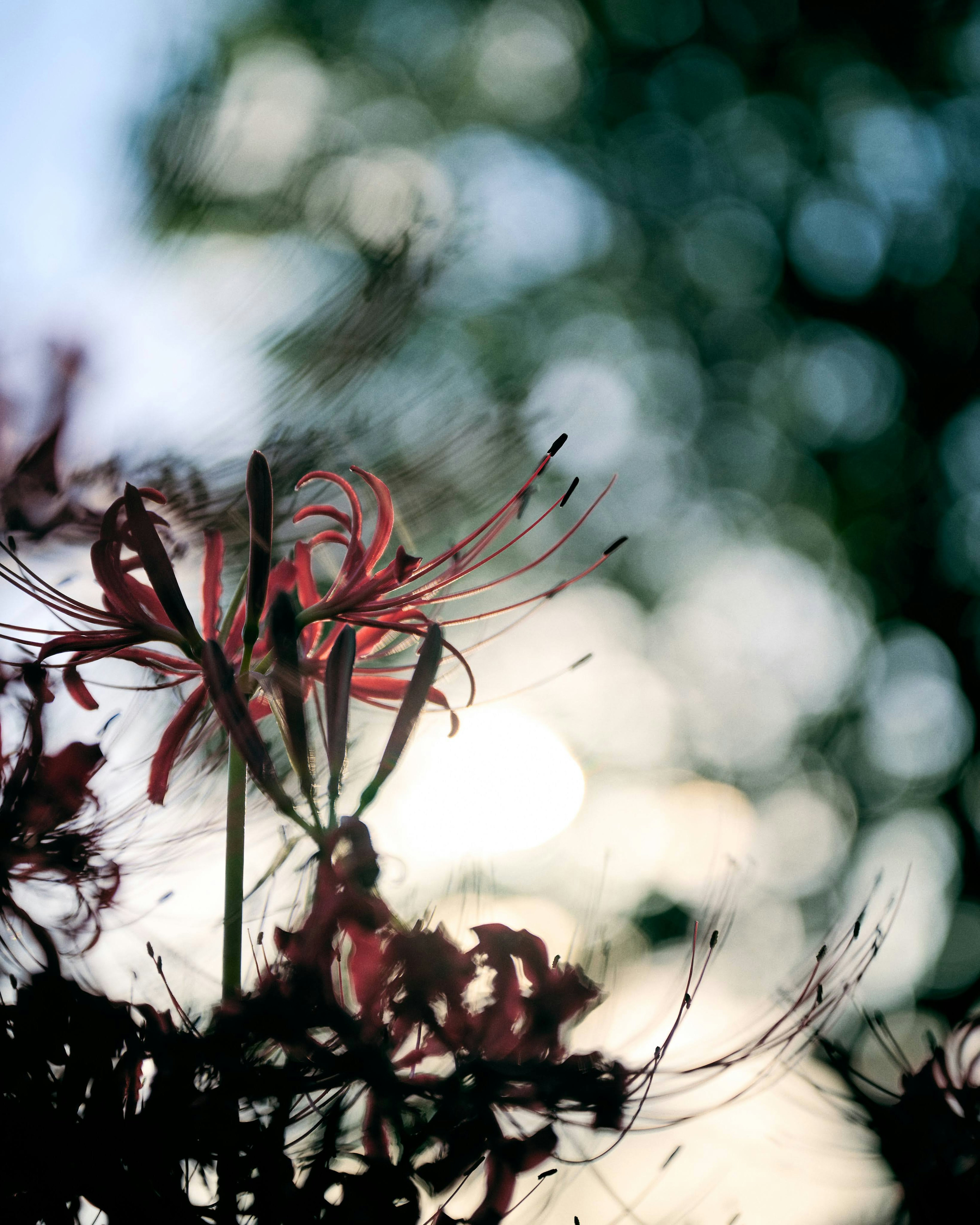 A red flower stands out against a blurred background