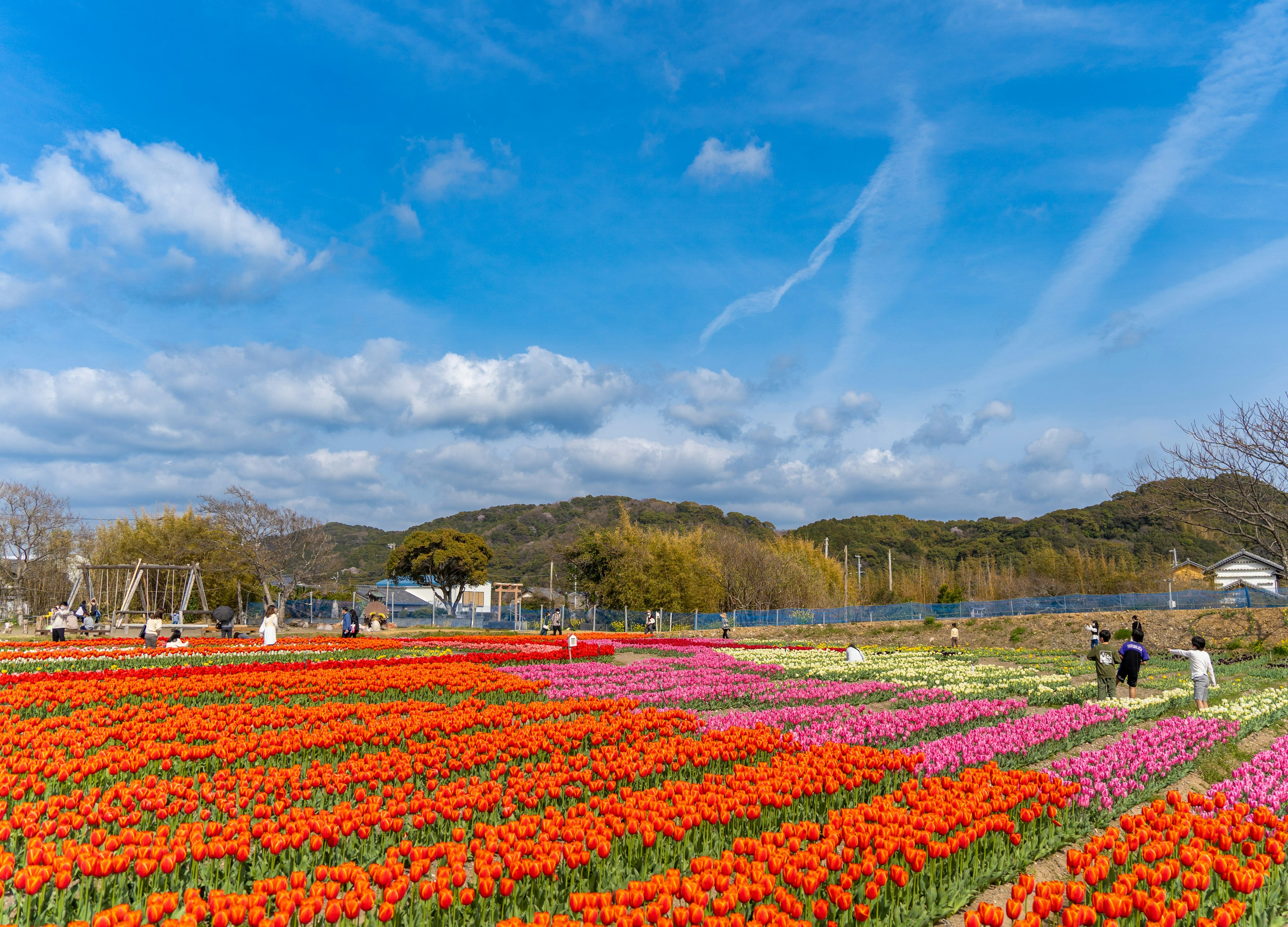 Campo di tulipani vibranti con fiori arancioni e rosa sotto un cielo blu