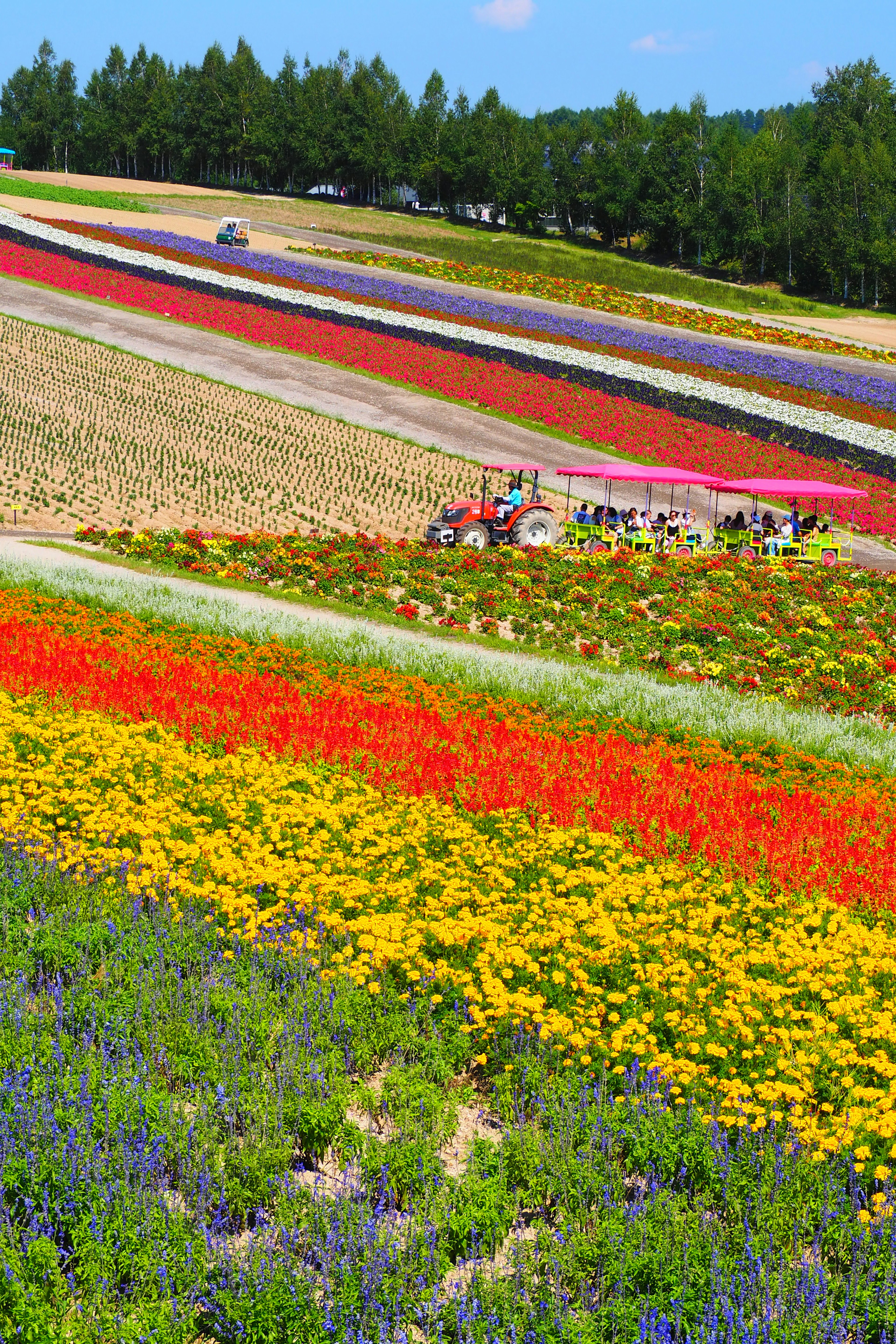 Campi di fiori vibranti con file colorate sotto un cielo blu