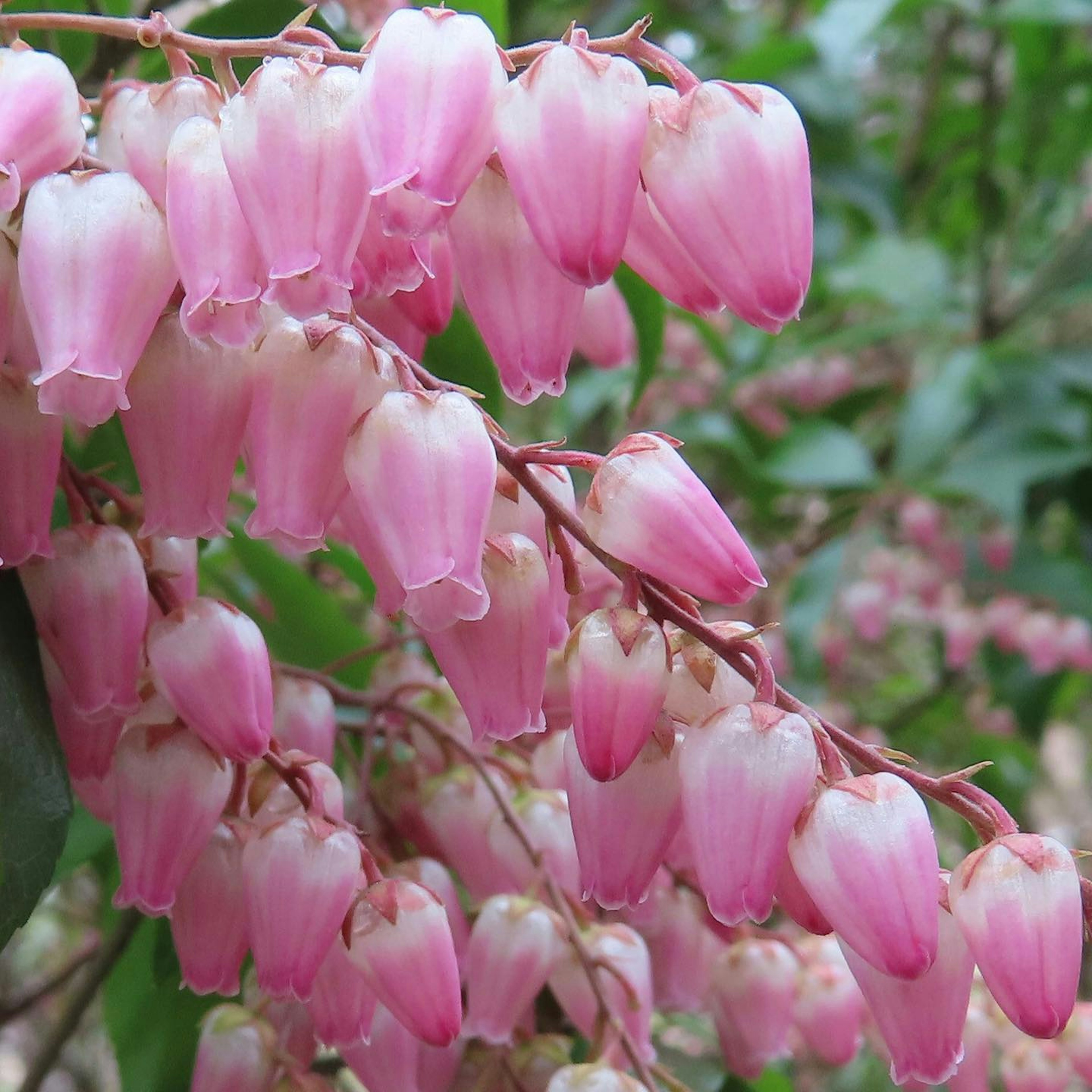 Traube von rosa glockenförmigen Blüten, die an grünem Laub hängen