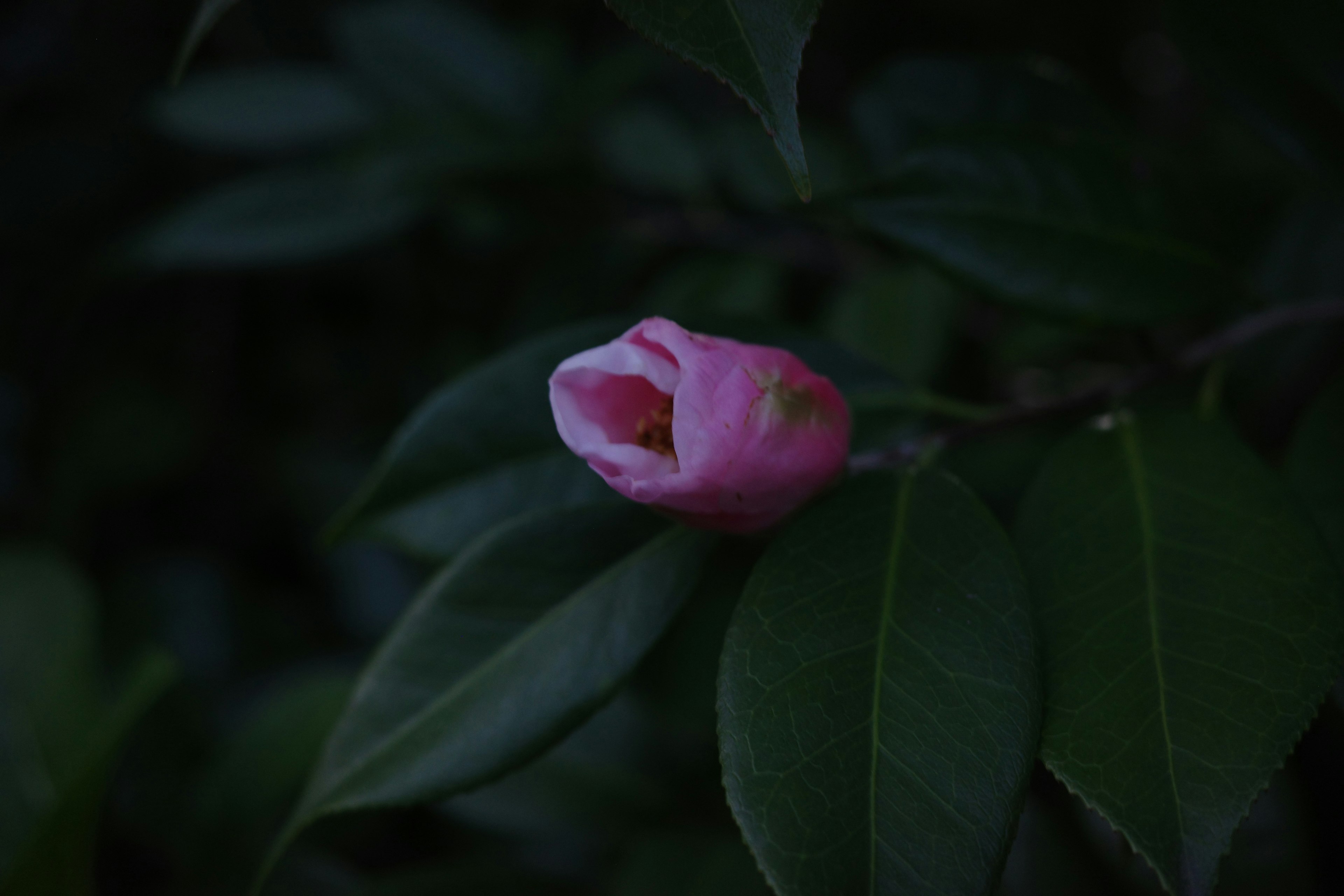 Pink flower bud surrounded by dark green leaves