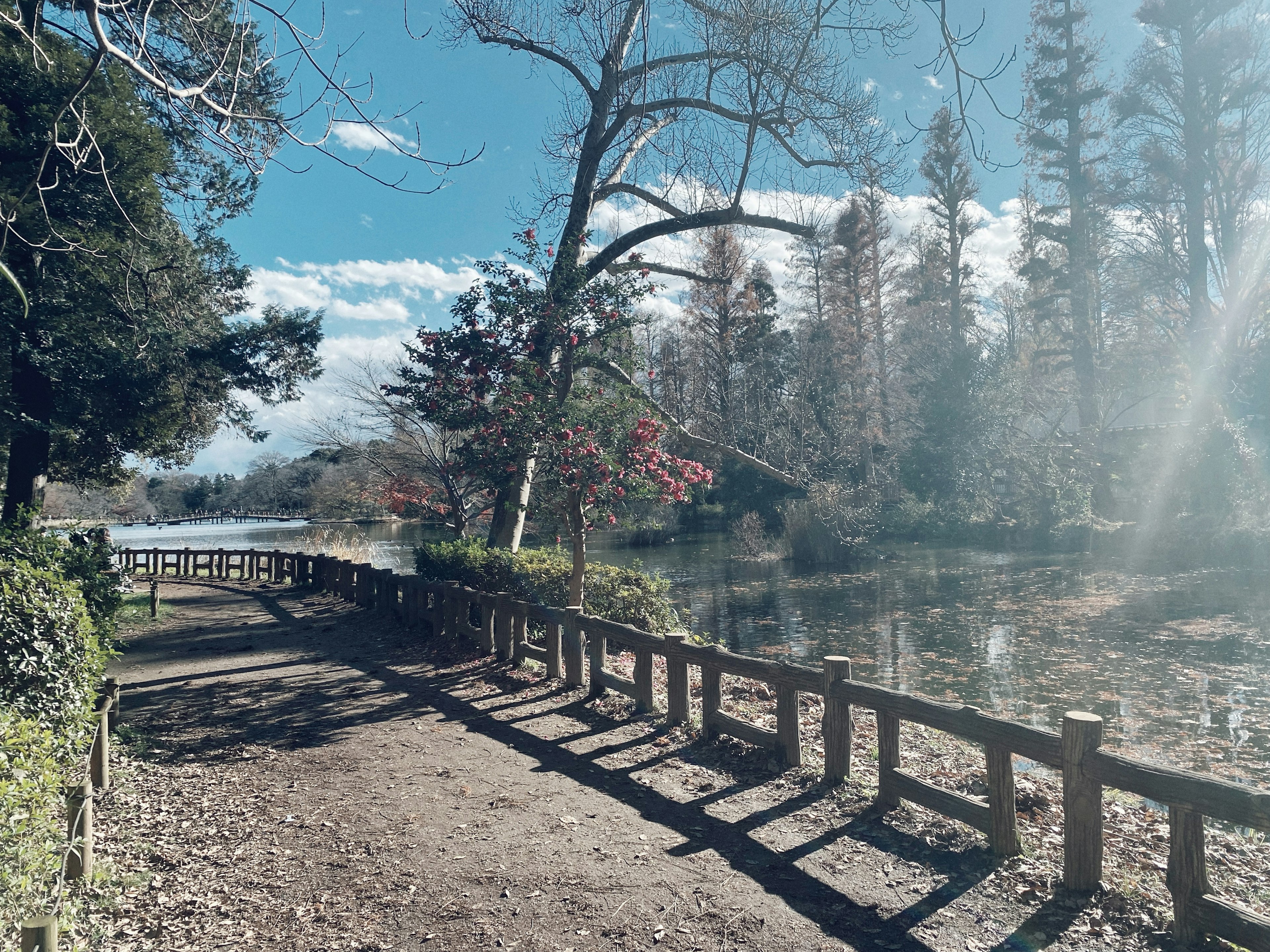 Scenic park pathway beside a tranquil pond with trees and blue sky