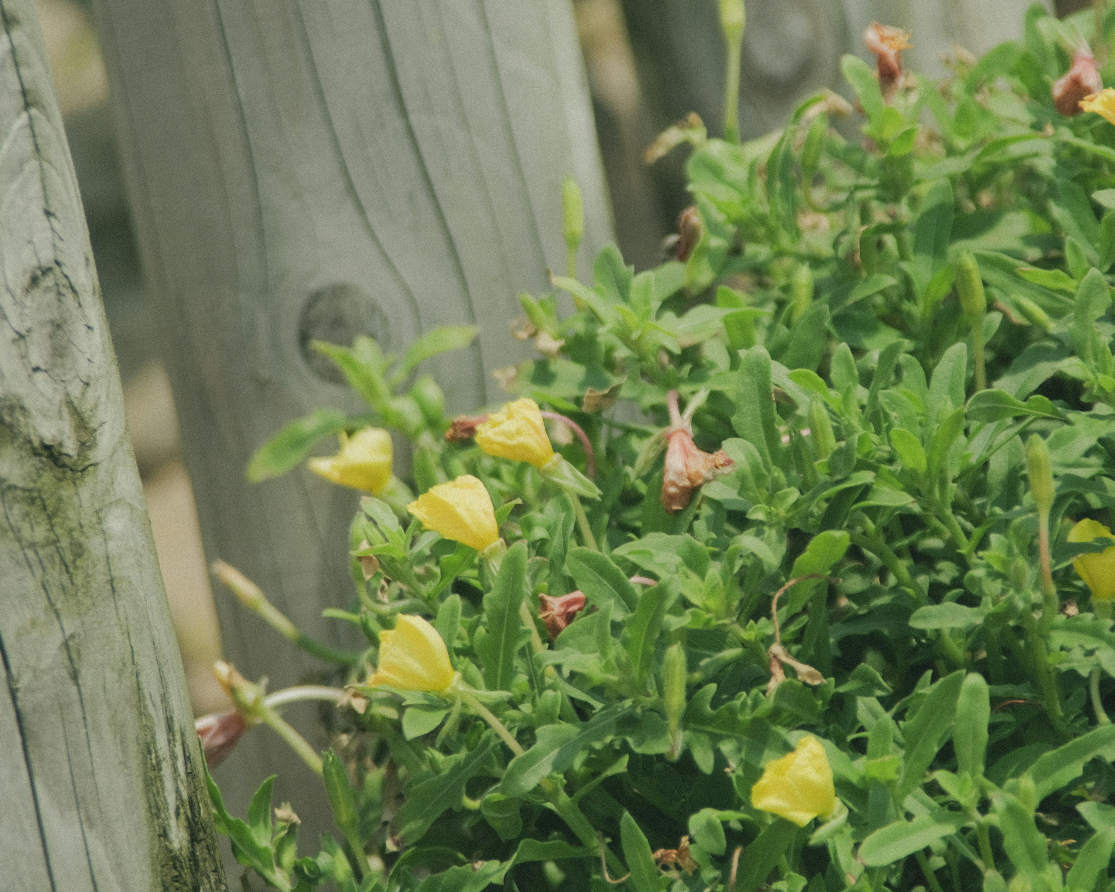 Primo piano di piante verdi con fiori gialli che sbocciano