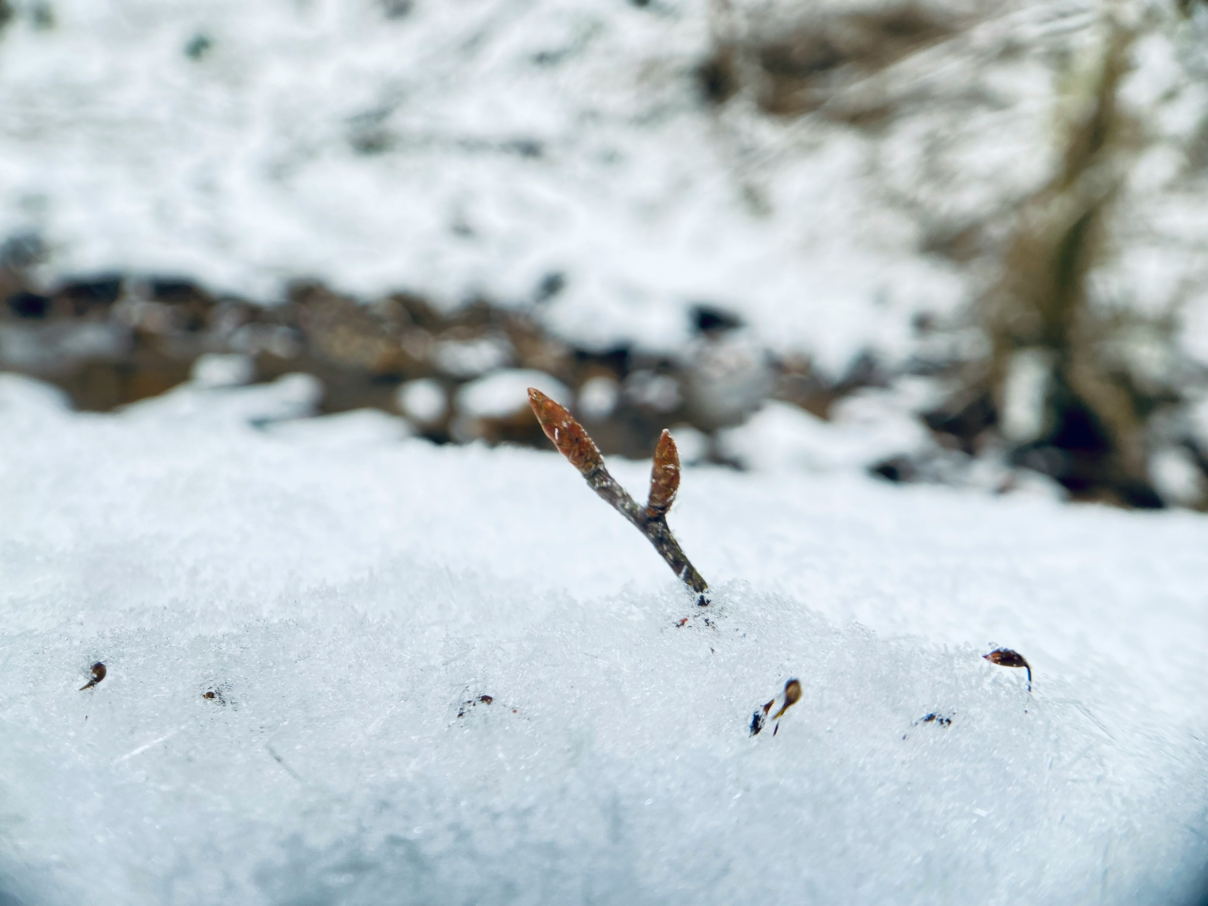 雪の中から伸びる小枝と背景のぼやけた風景