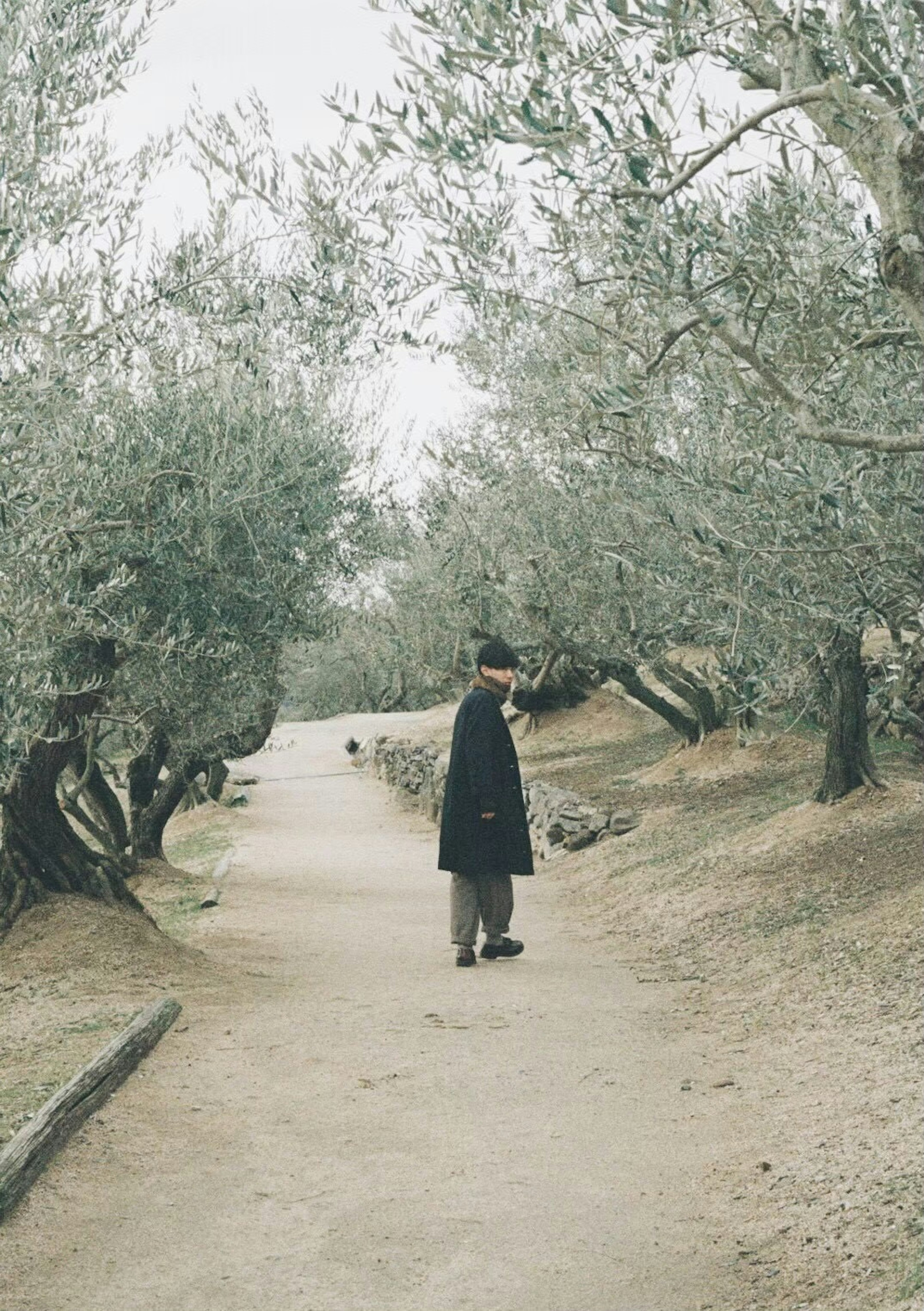 Persona che cammina lungo un sentiero circondato da ulivi