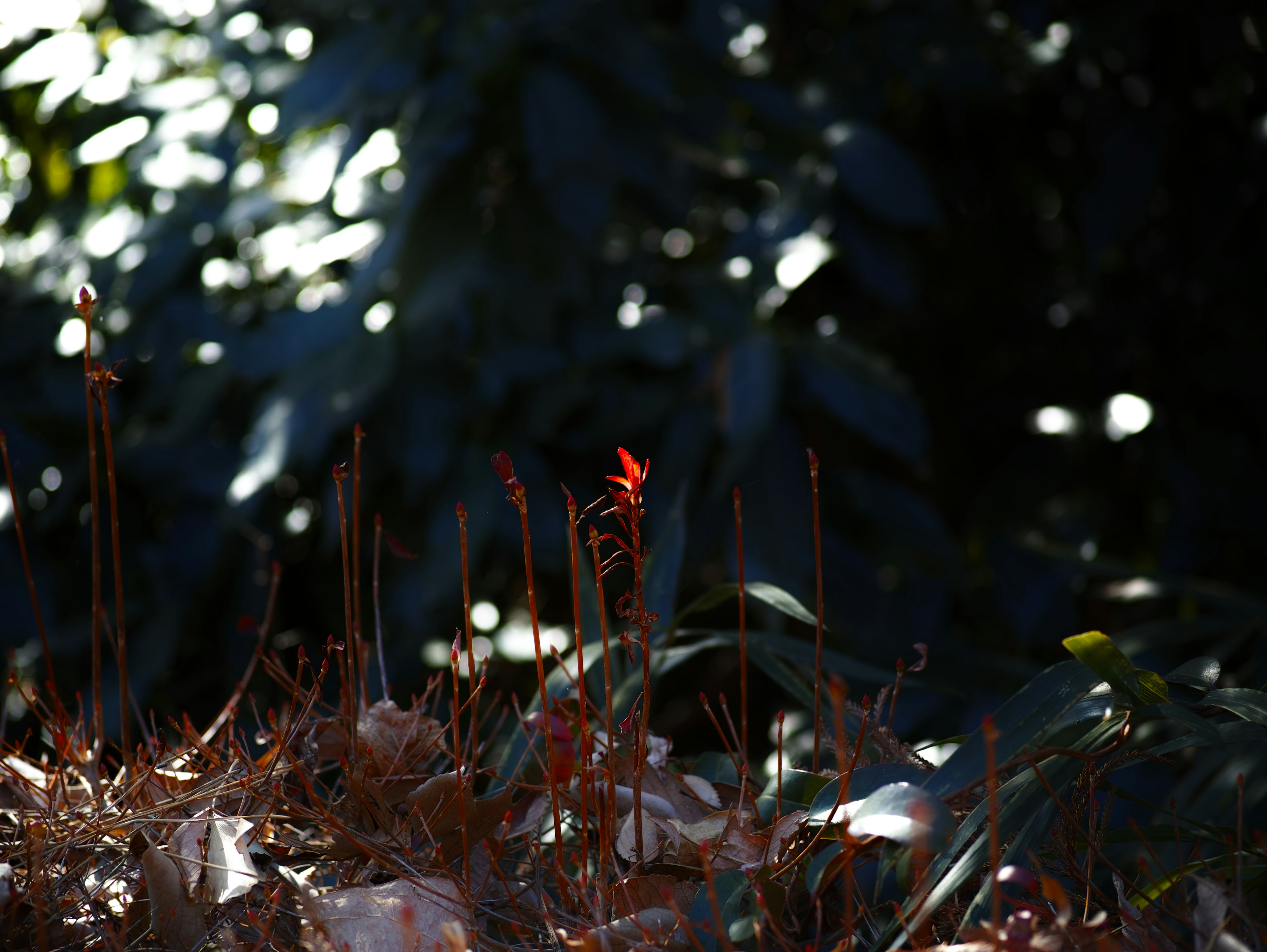 Un brote de planta roja que emerge contra un fondo oscuro