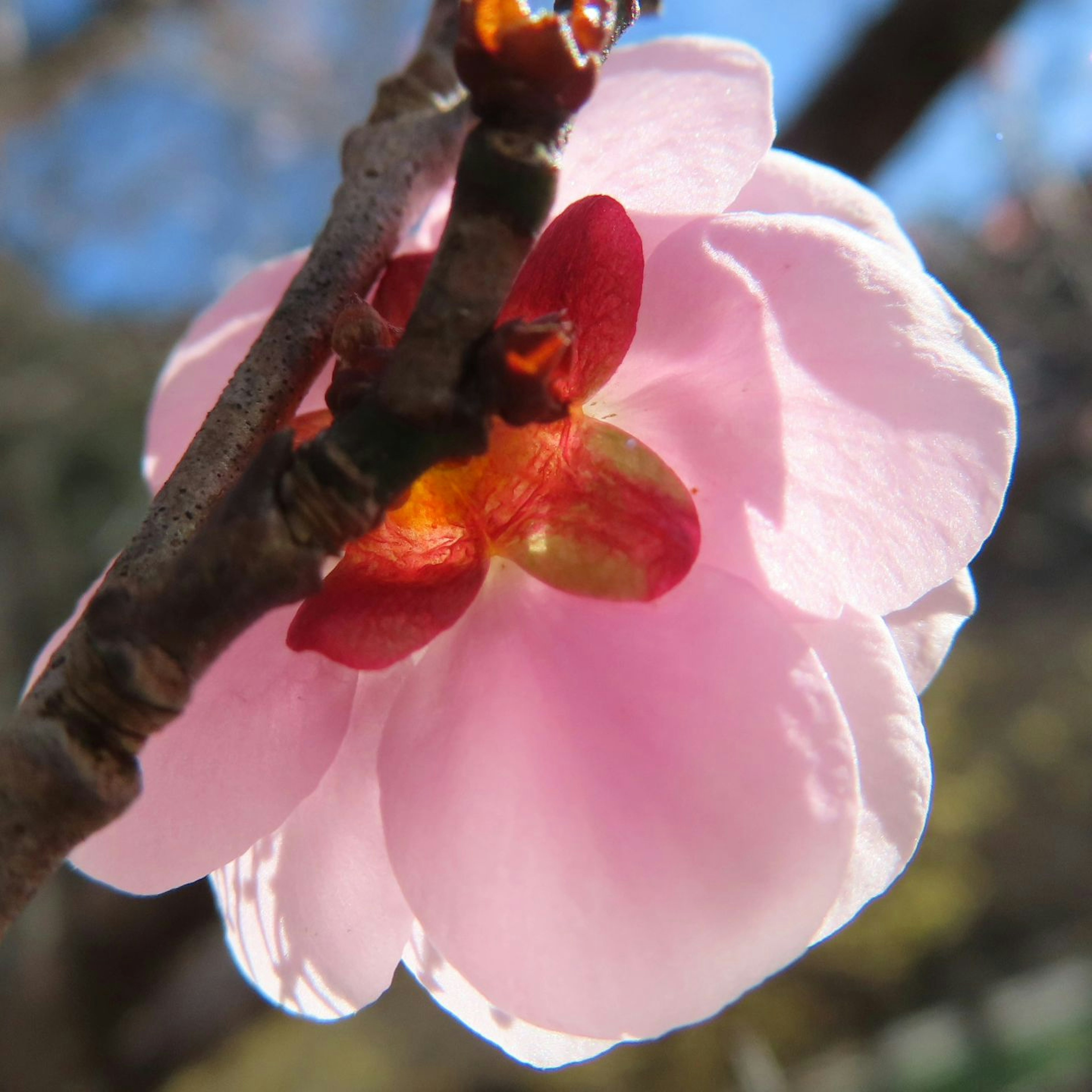 Nahaufnahme einer Kirschblüte rosa Blütenblätter mit rotem Zentrum