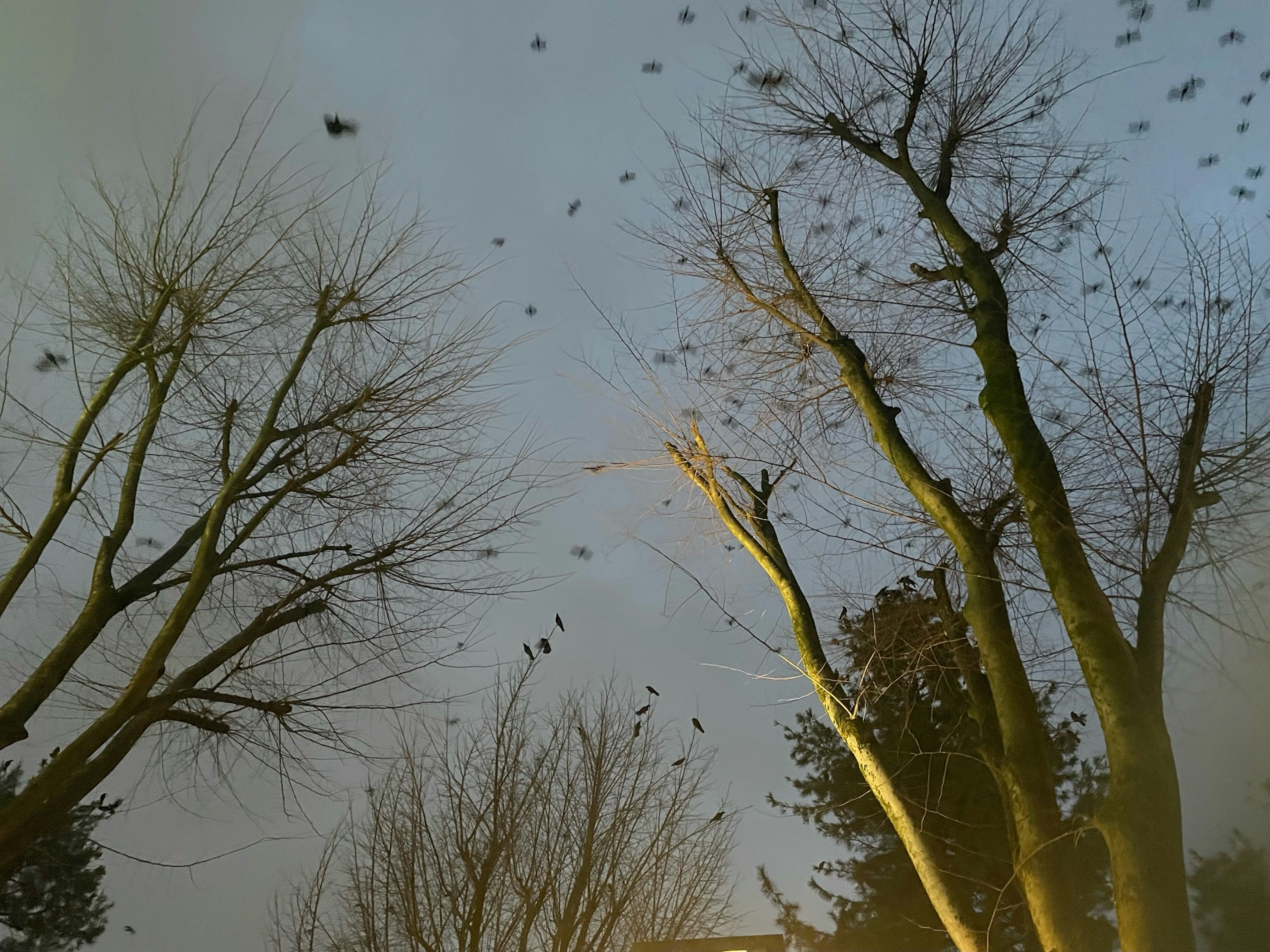 Un grupo de aves volando entre árboles bajo un cielo crepuscular