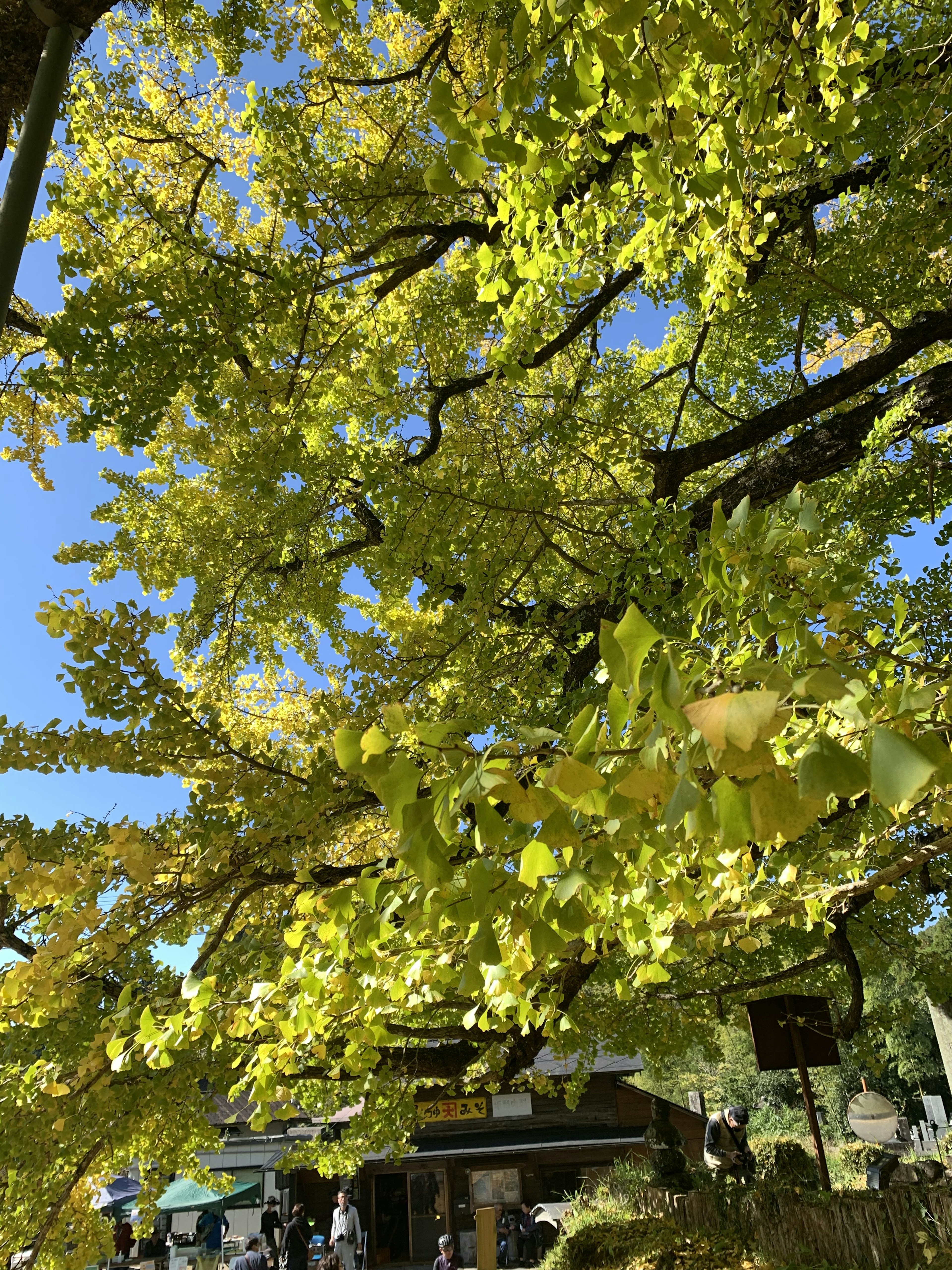 Hojas de ginkgo amarillas contra un cielo azul con personas al fondo