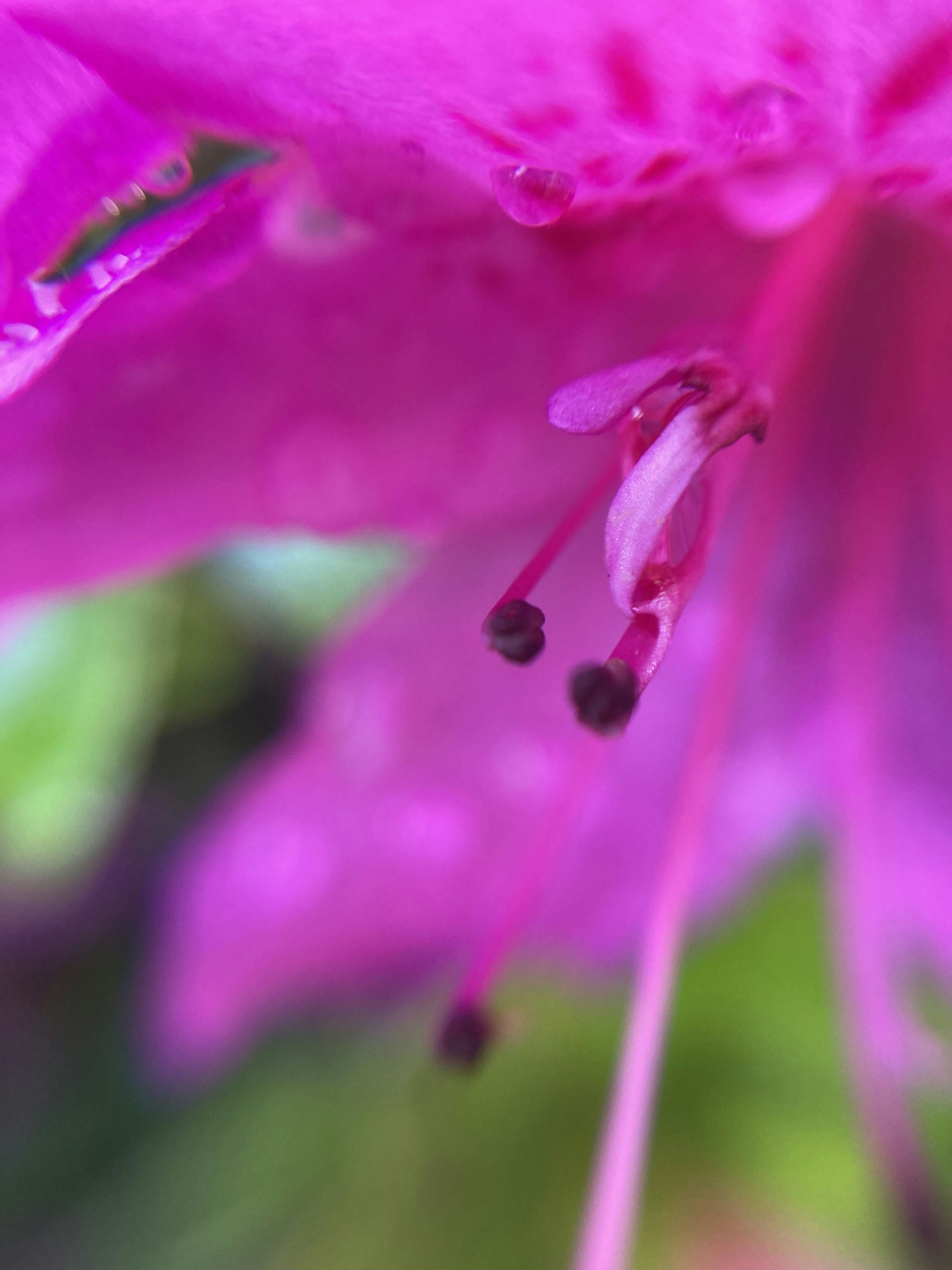 Close-up bunga pink cerah dengan benang sari panjang