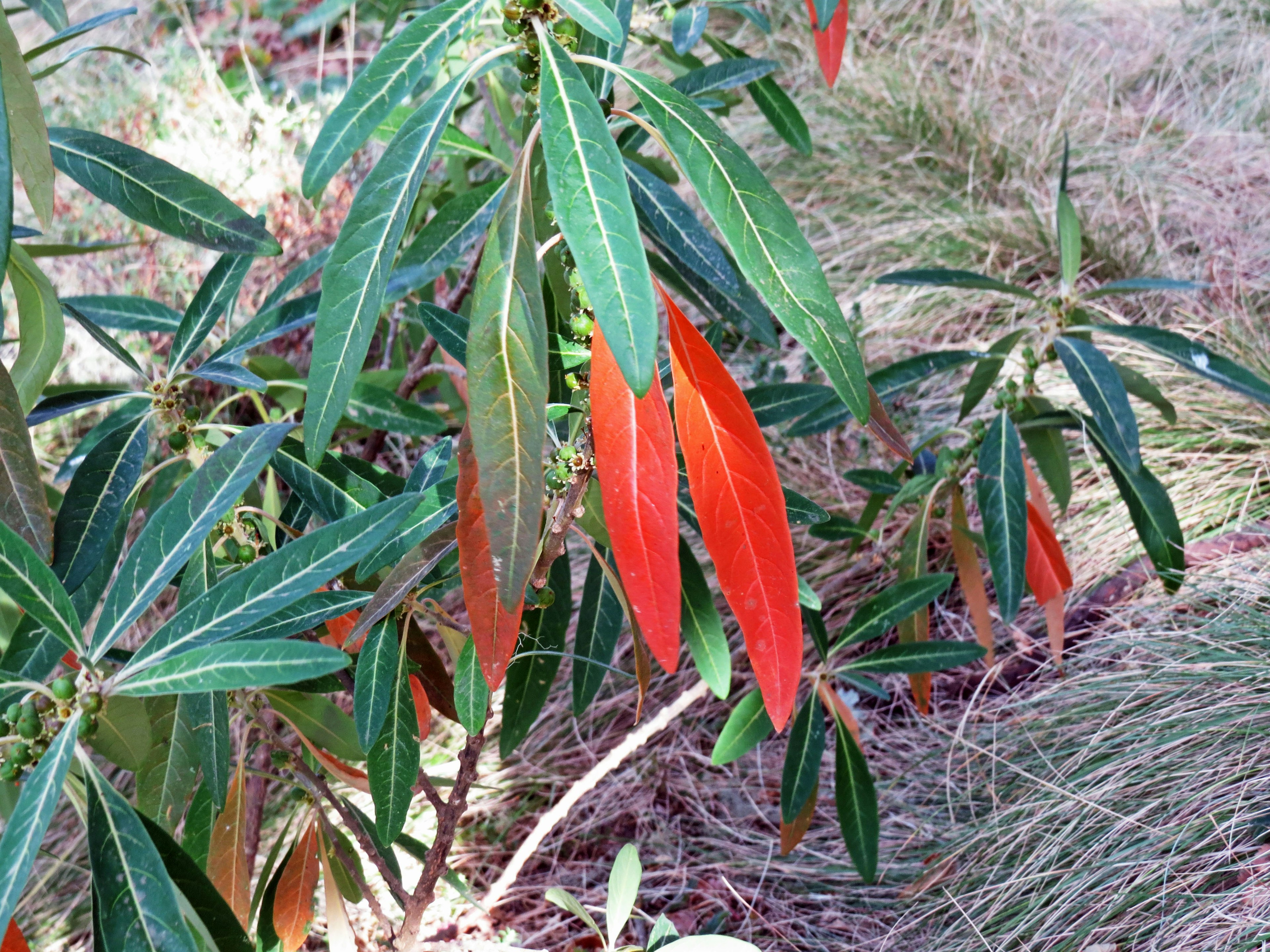 緑色の葉と赤い葉が特徴的な植物の画像