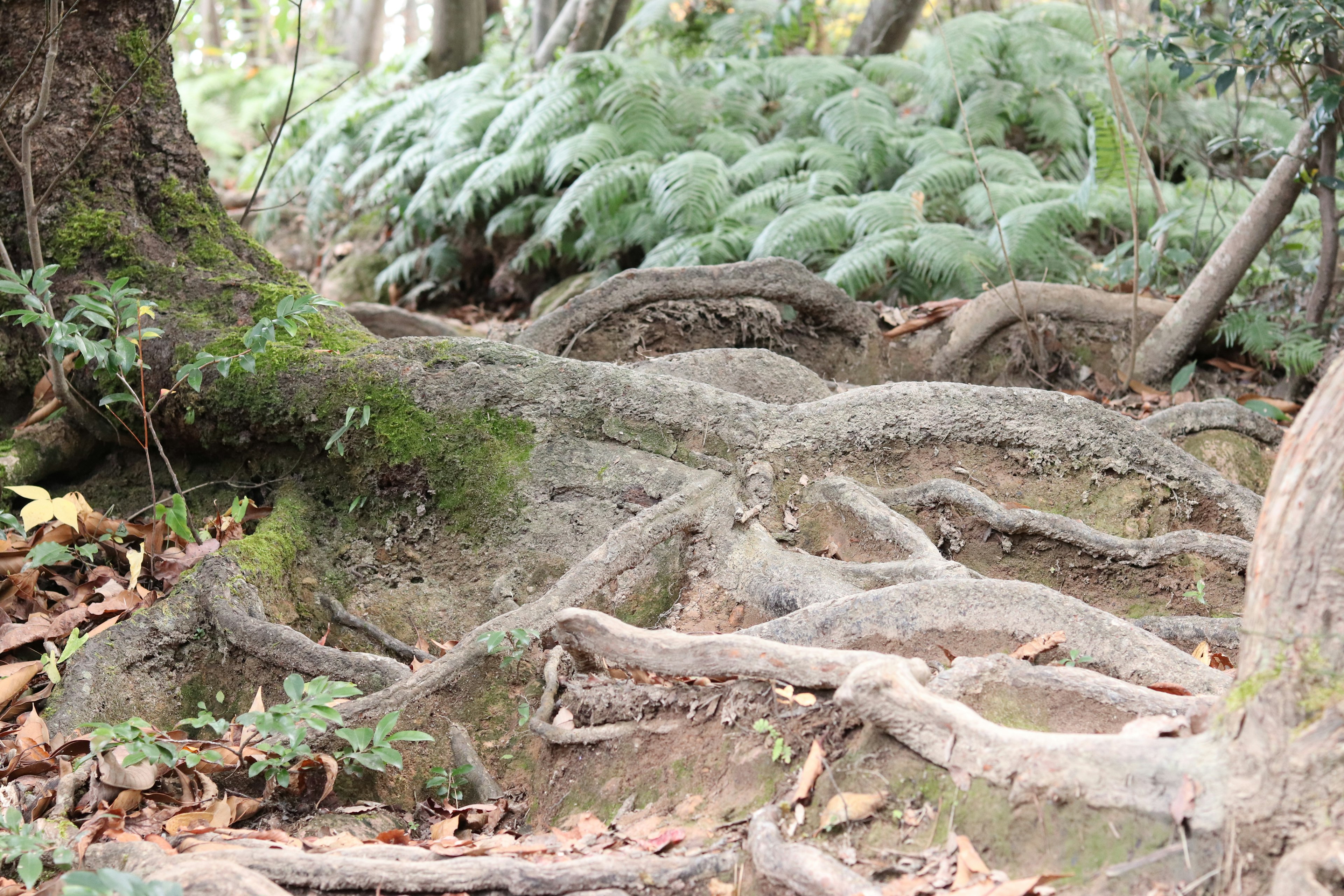 Foto de raíces entrelazadas en el suelo del bosque con plantas verdes al fondo