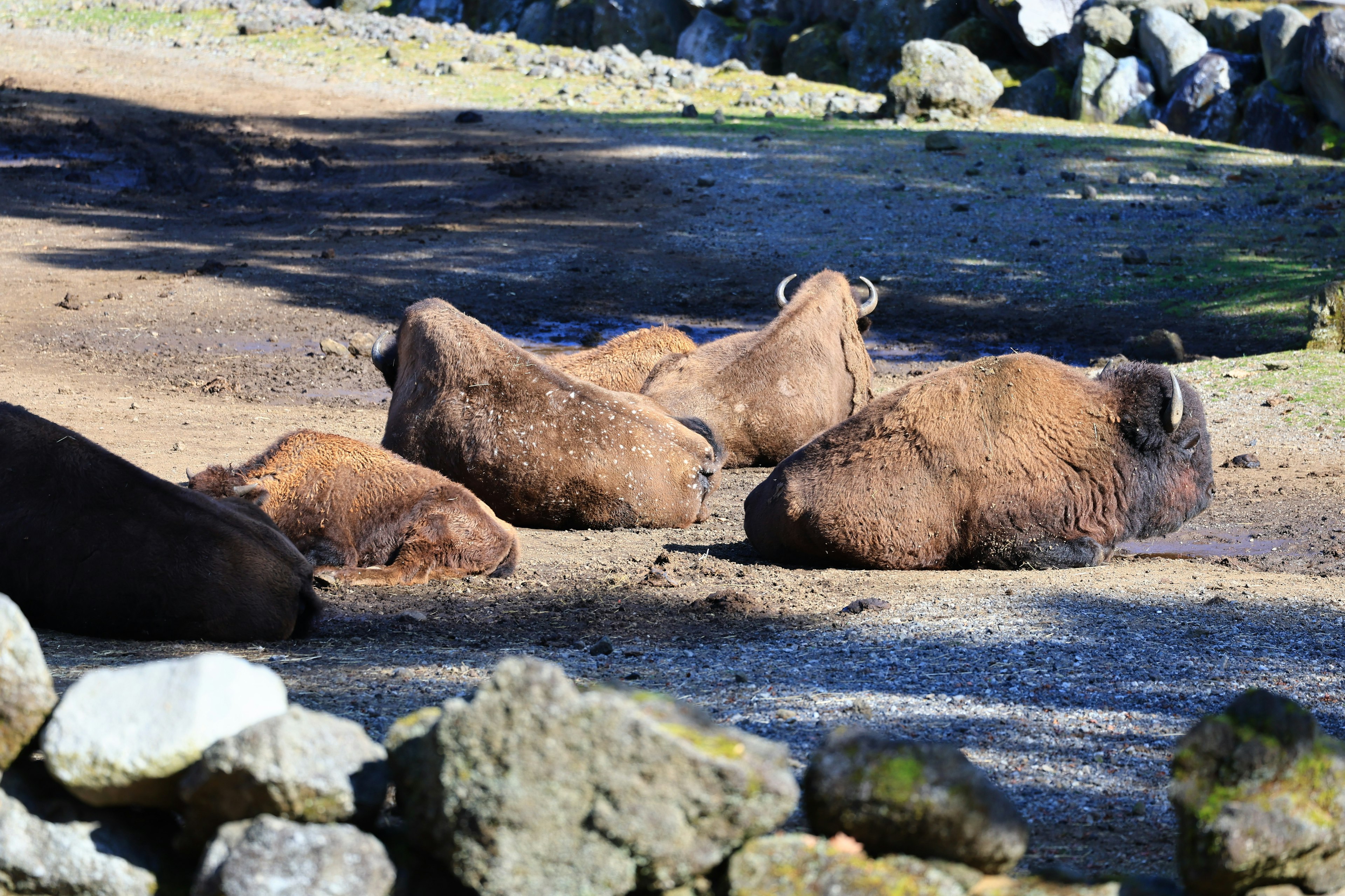 Eine Gruppe von Bisons, die auf dem Boden ruhen