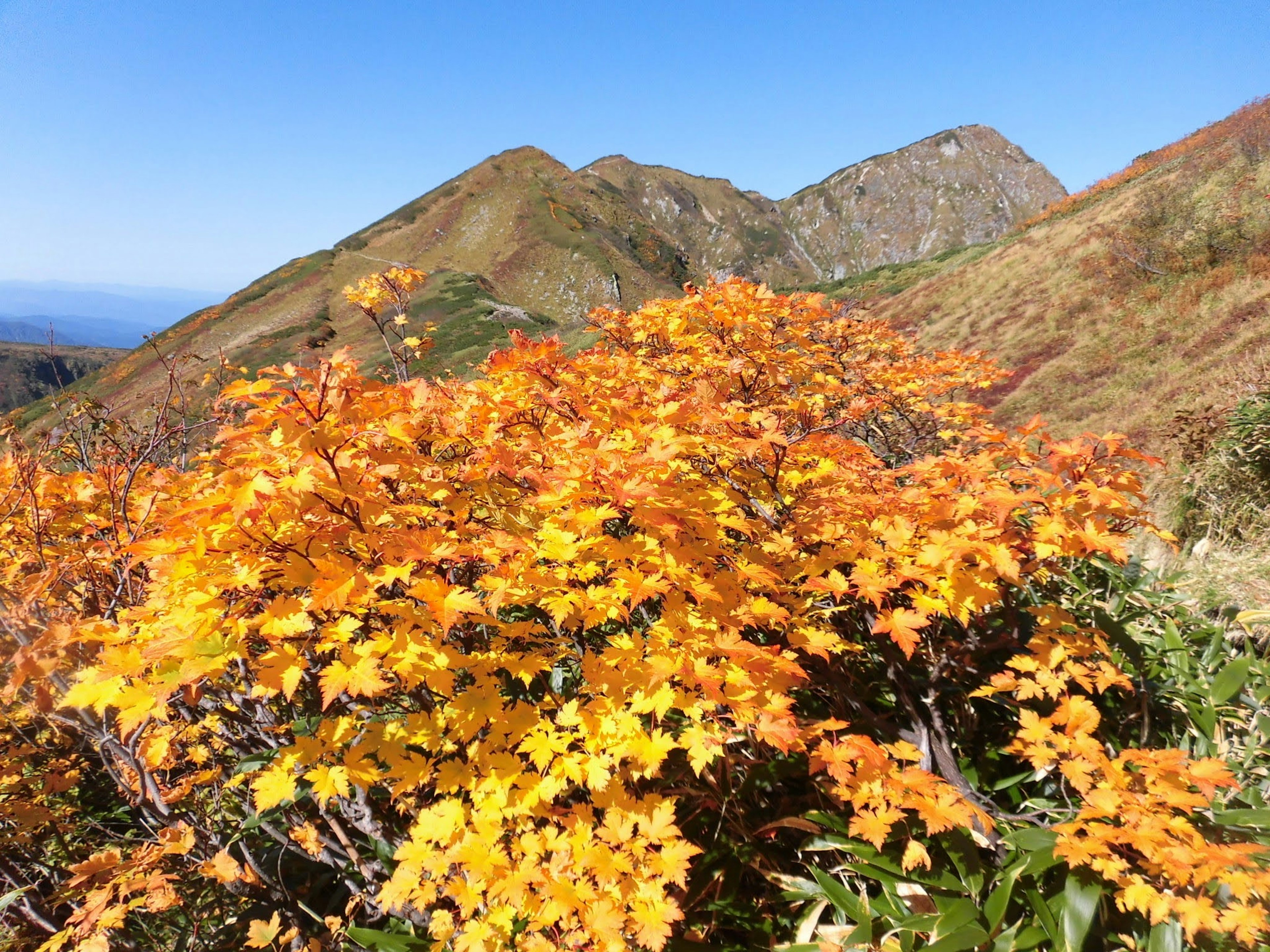 秋の紅葉したオレンジ色の葉と山の風景