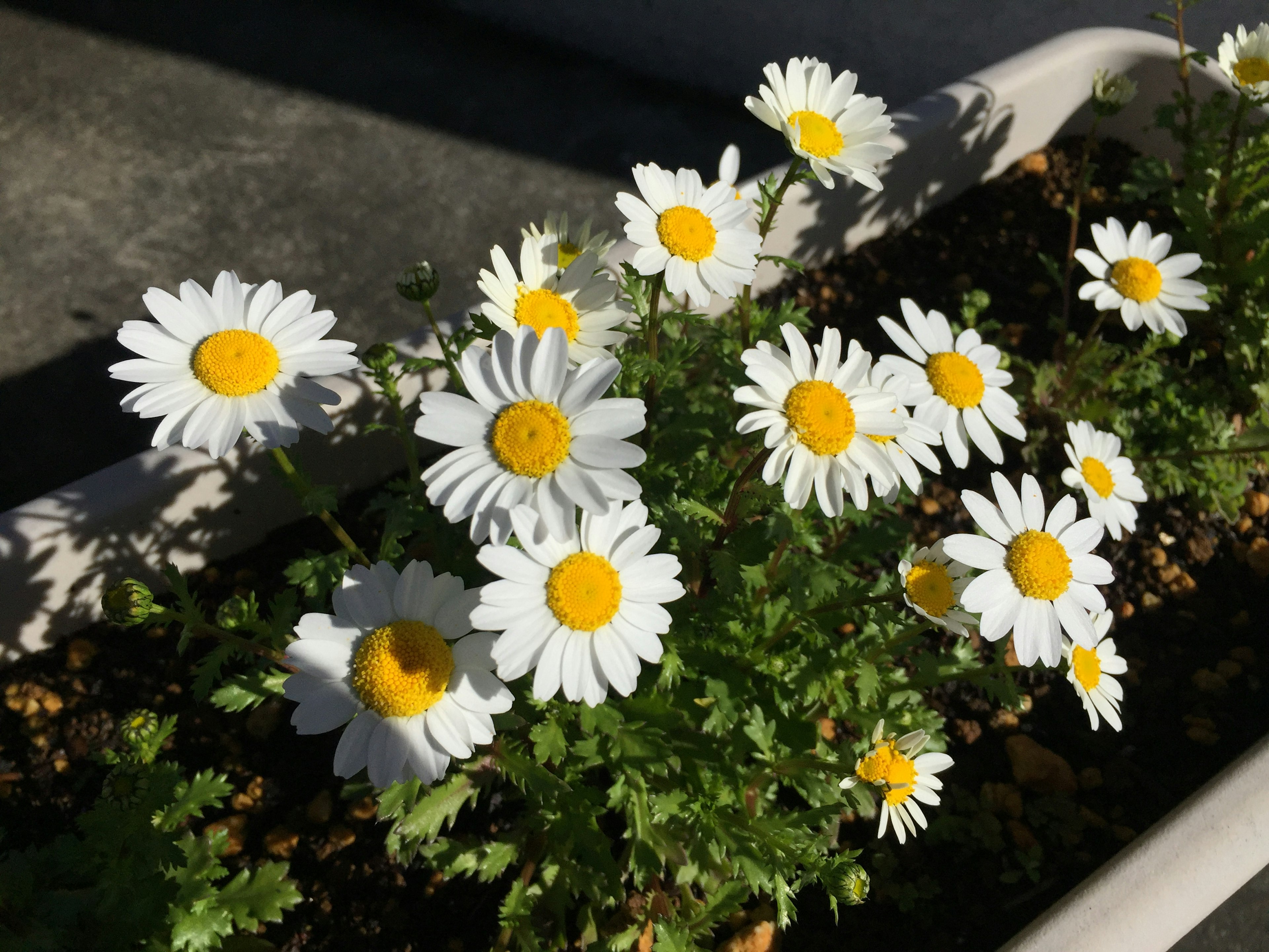 Topf mit Gänseblümchen mit weißen Blütenblättern und gelben Zentren, die in der Sonne blühen