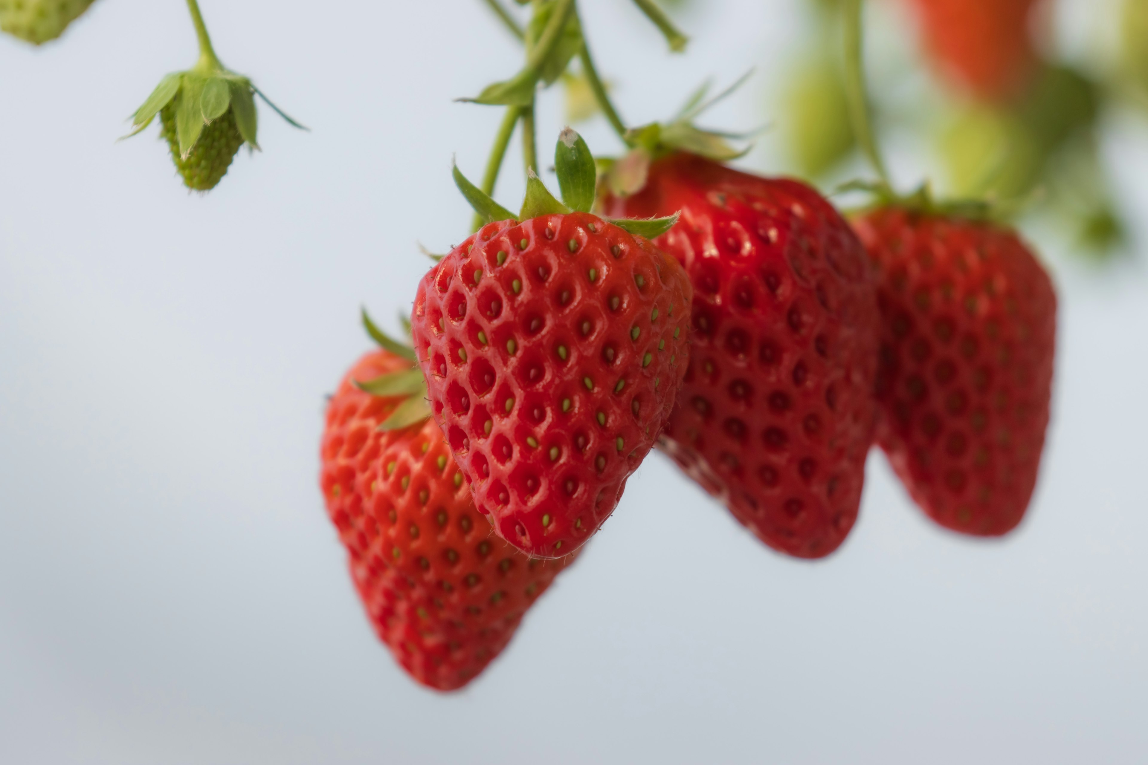 Fresh red strawberries hanging from a branch