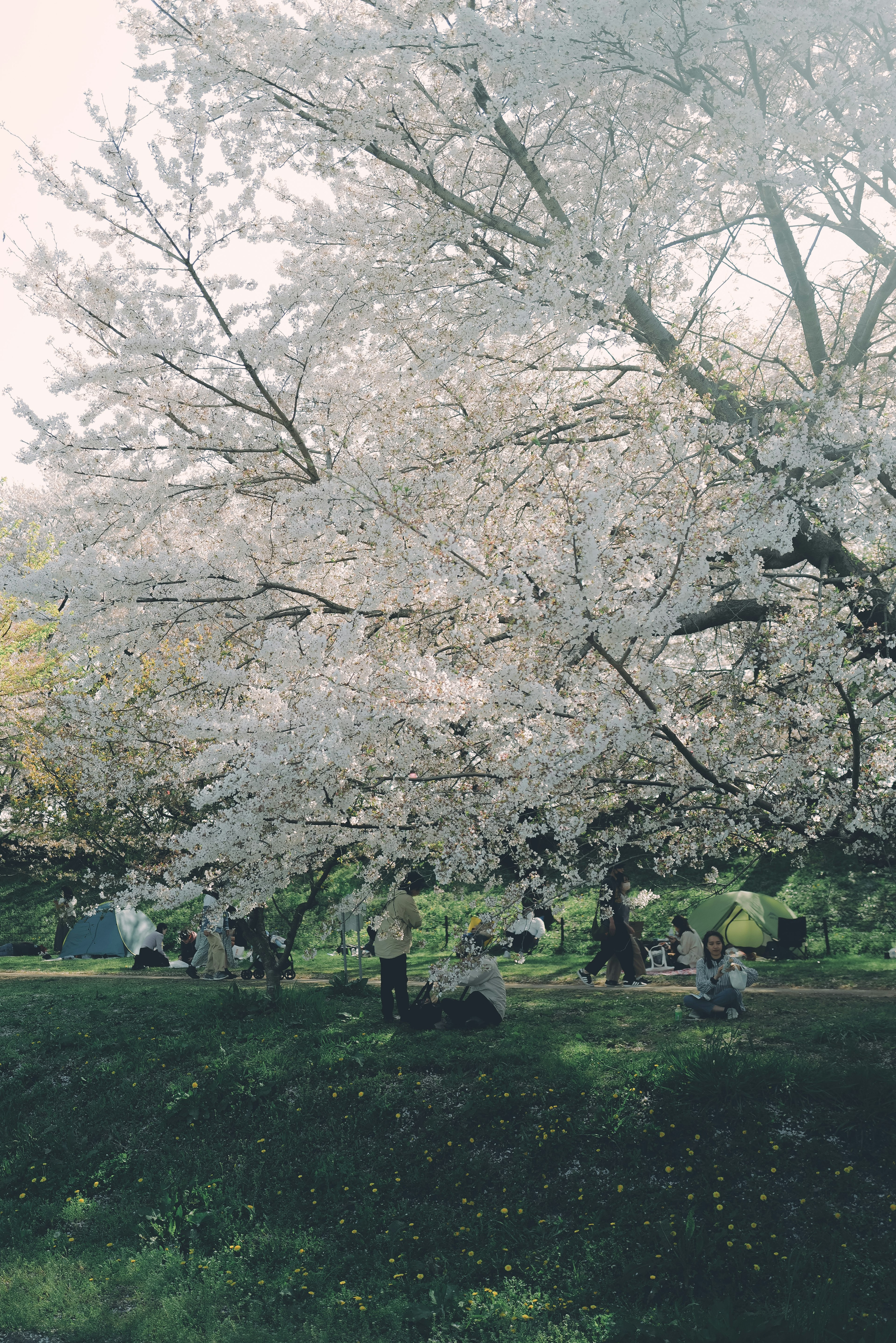 桜の木の下でくつろぐ人々と白い花が咲いている風景