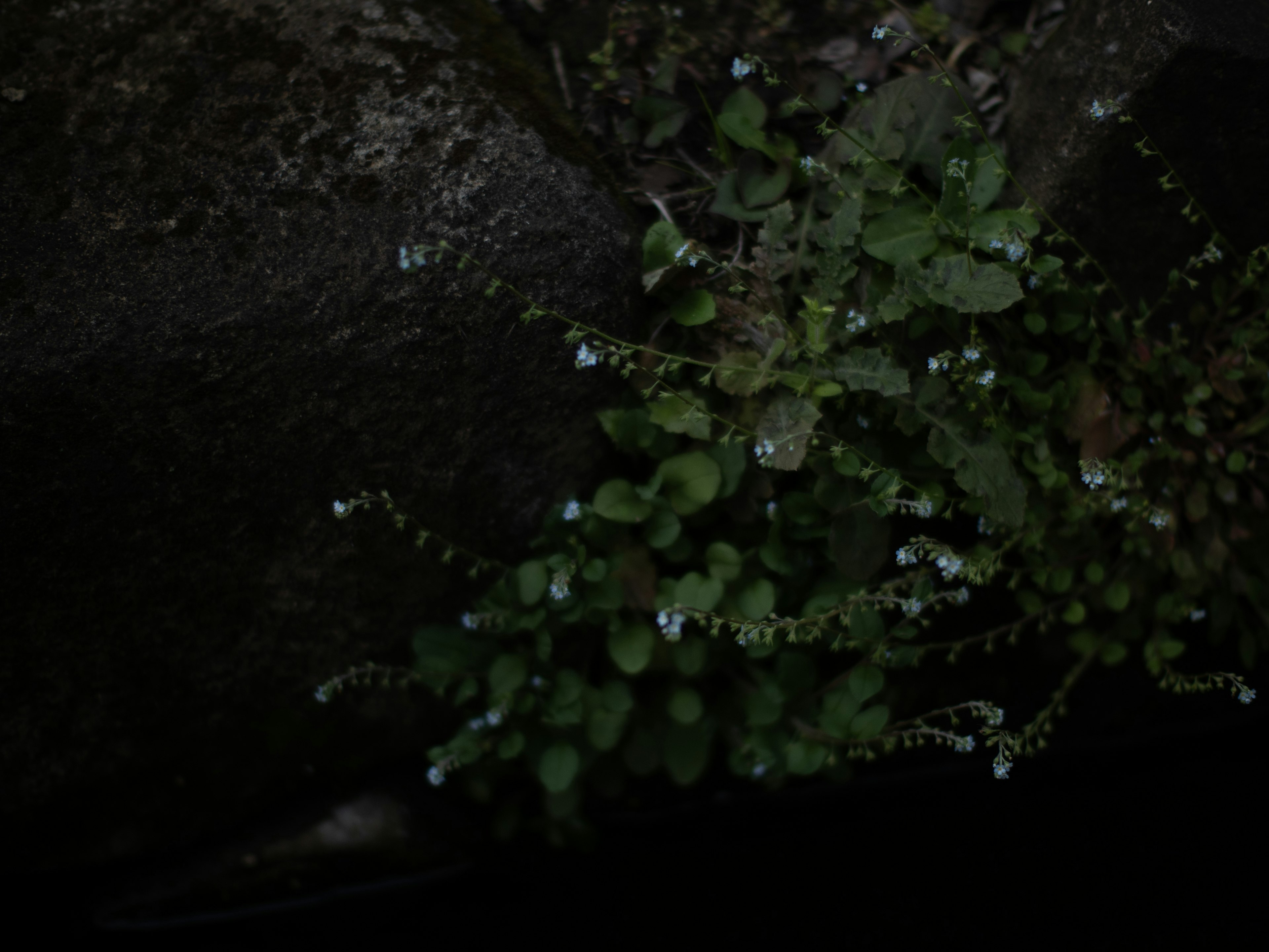 A plant with small blue flowers and green leaves against a dark background