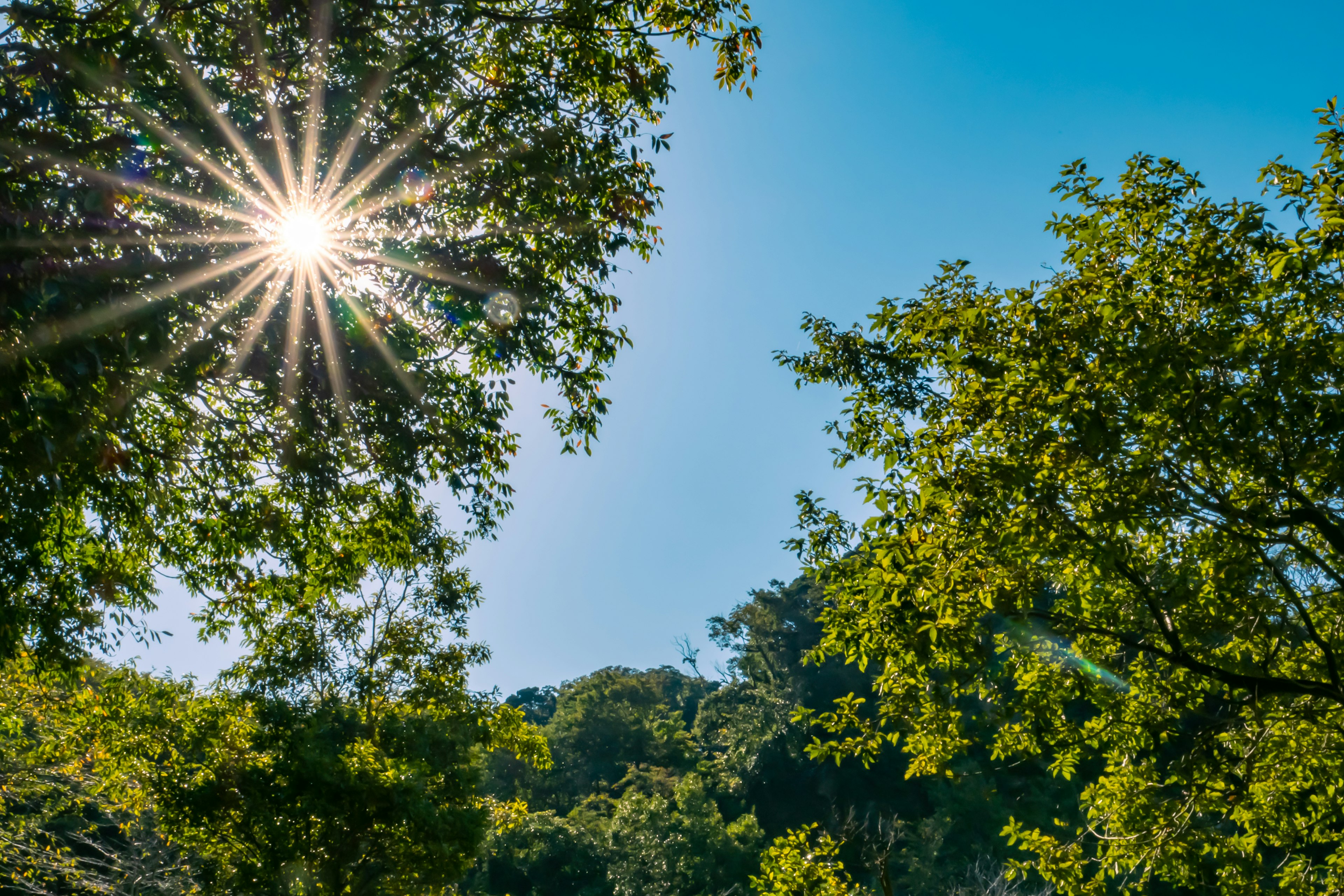 Vista panoramica di alberi con la luce del sole che splende contro un cielo blu chiaro