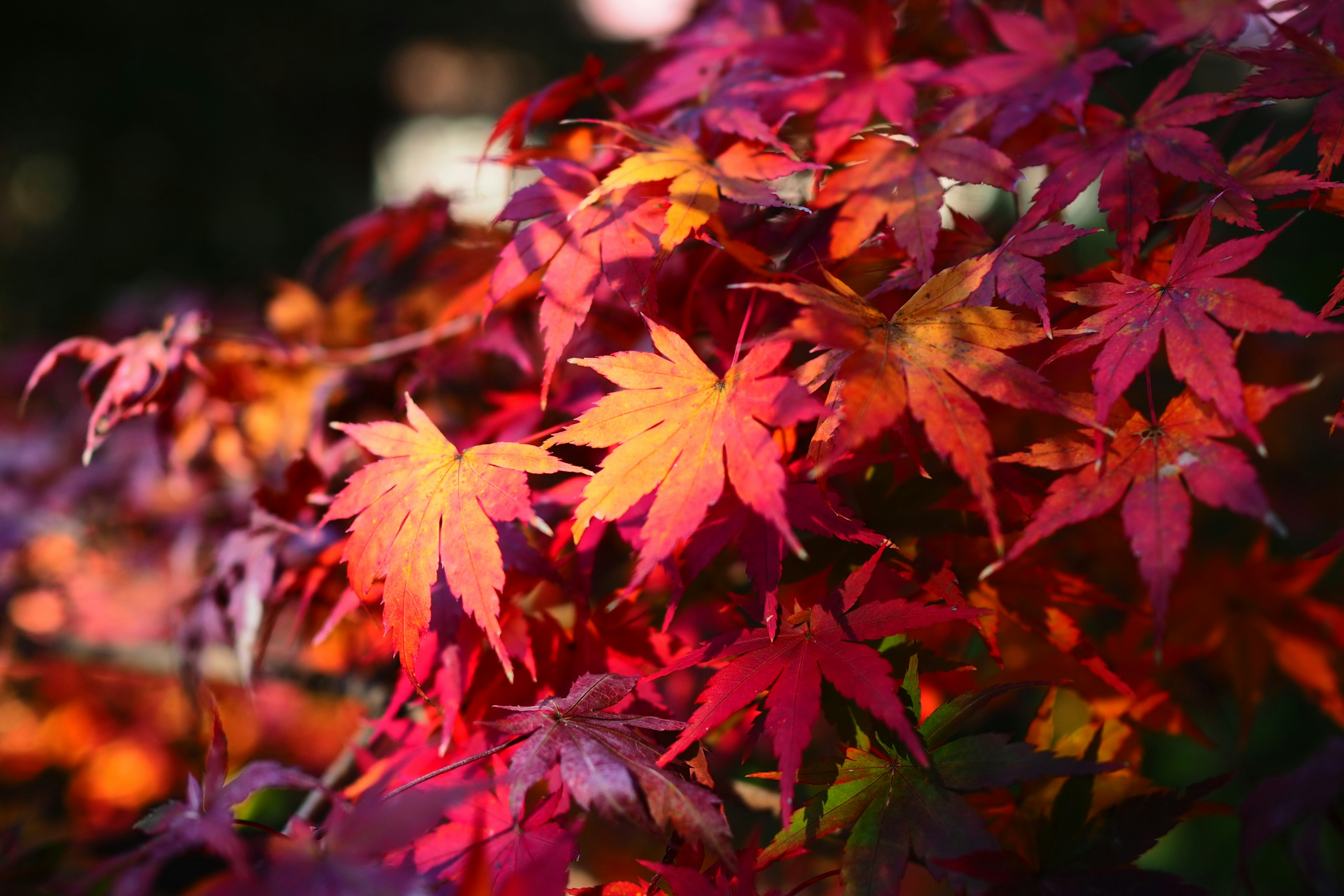 Close-up of vibrant red and orange maple leaves