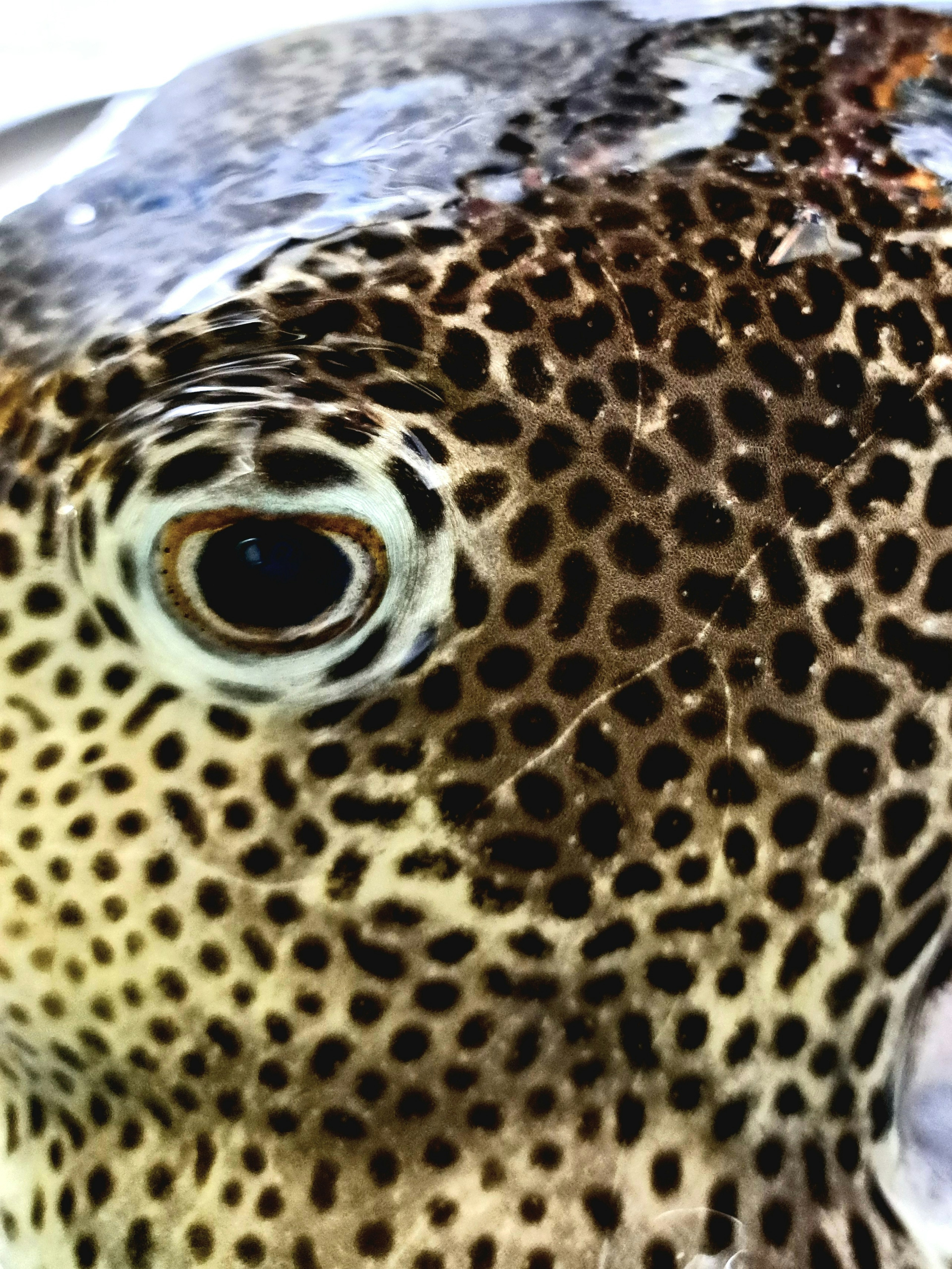 This image features a close-up of a fish face with spotted patterns