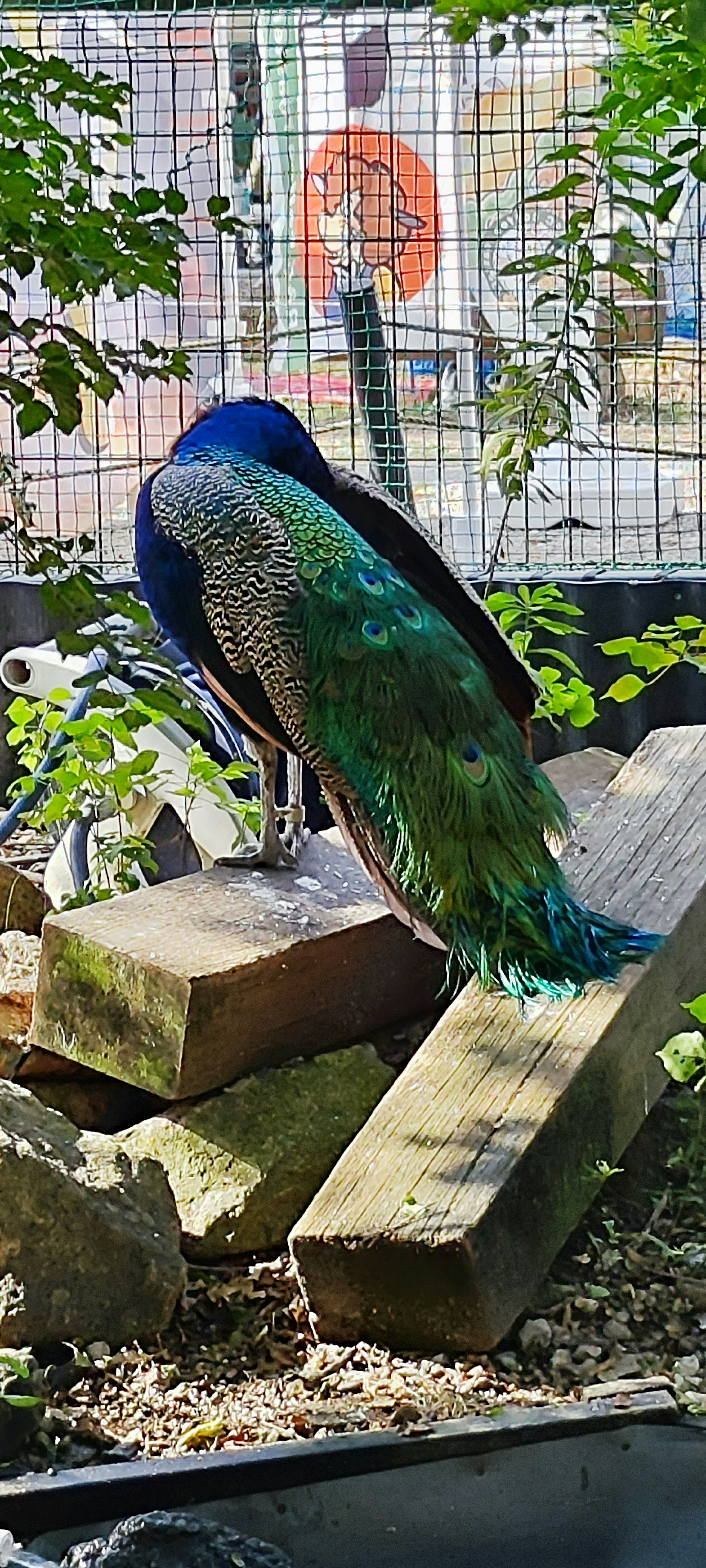 Peacock with blue and green feathers standing on wooden planks