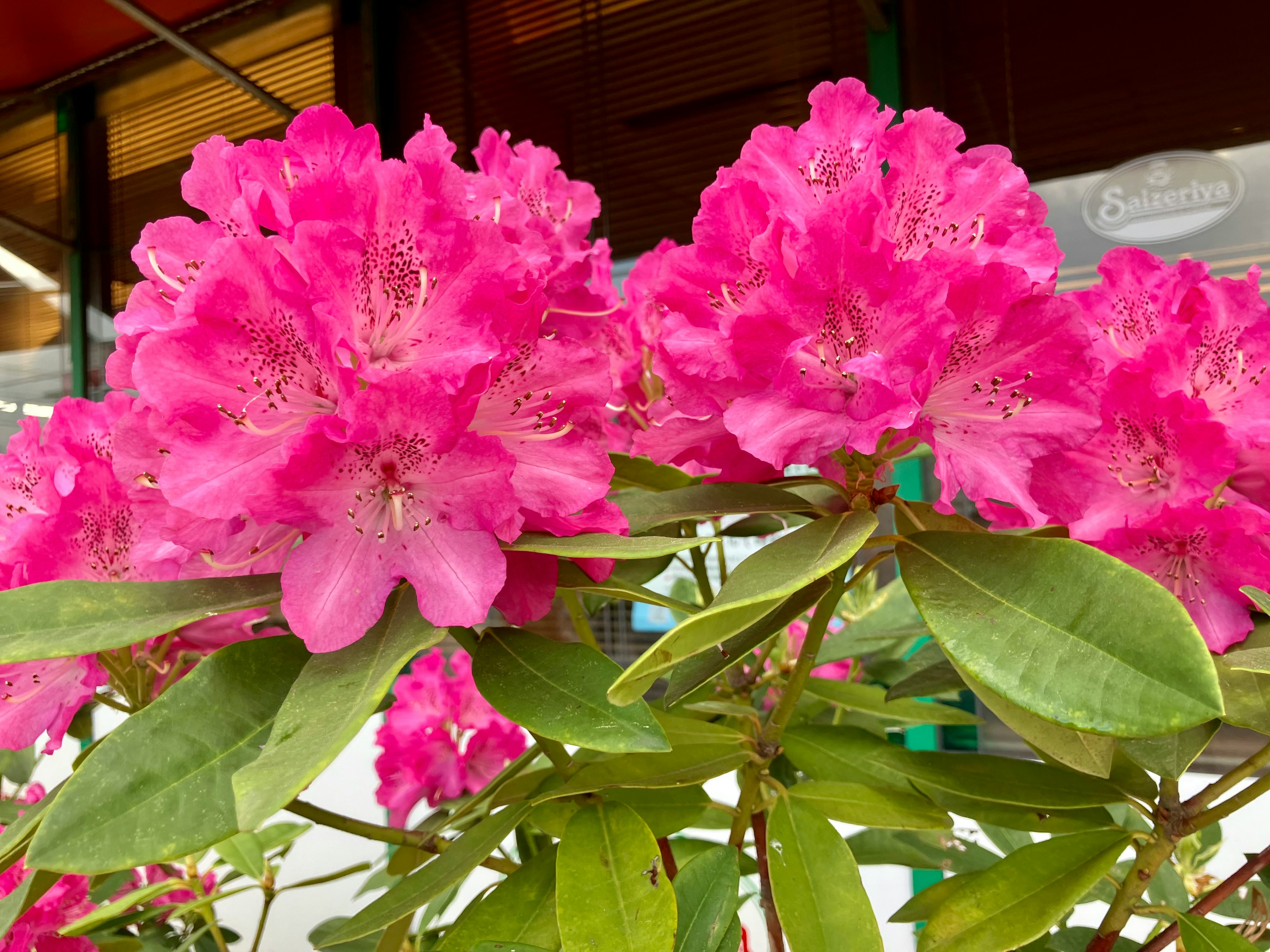 鮮やかなピンク色のツツジの花が咲いている