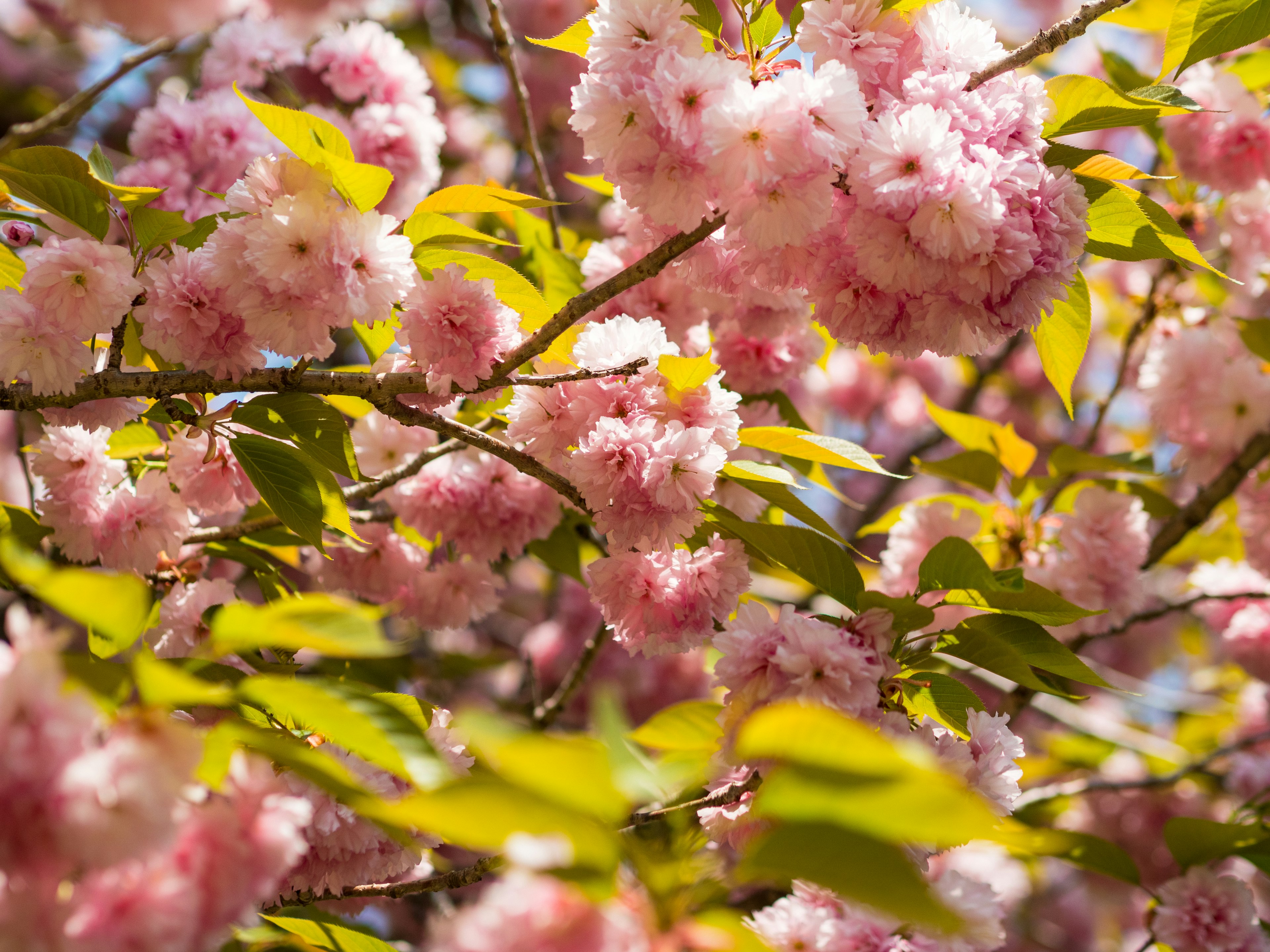 Kedekatan bunga sakura di cabang pohon