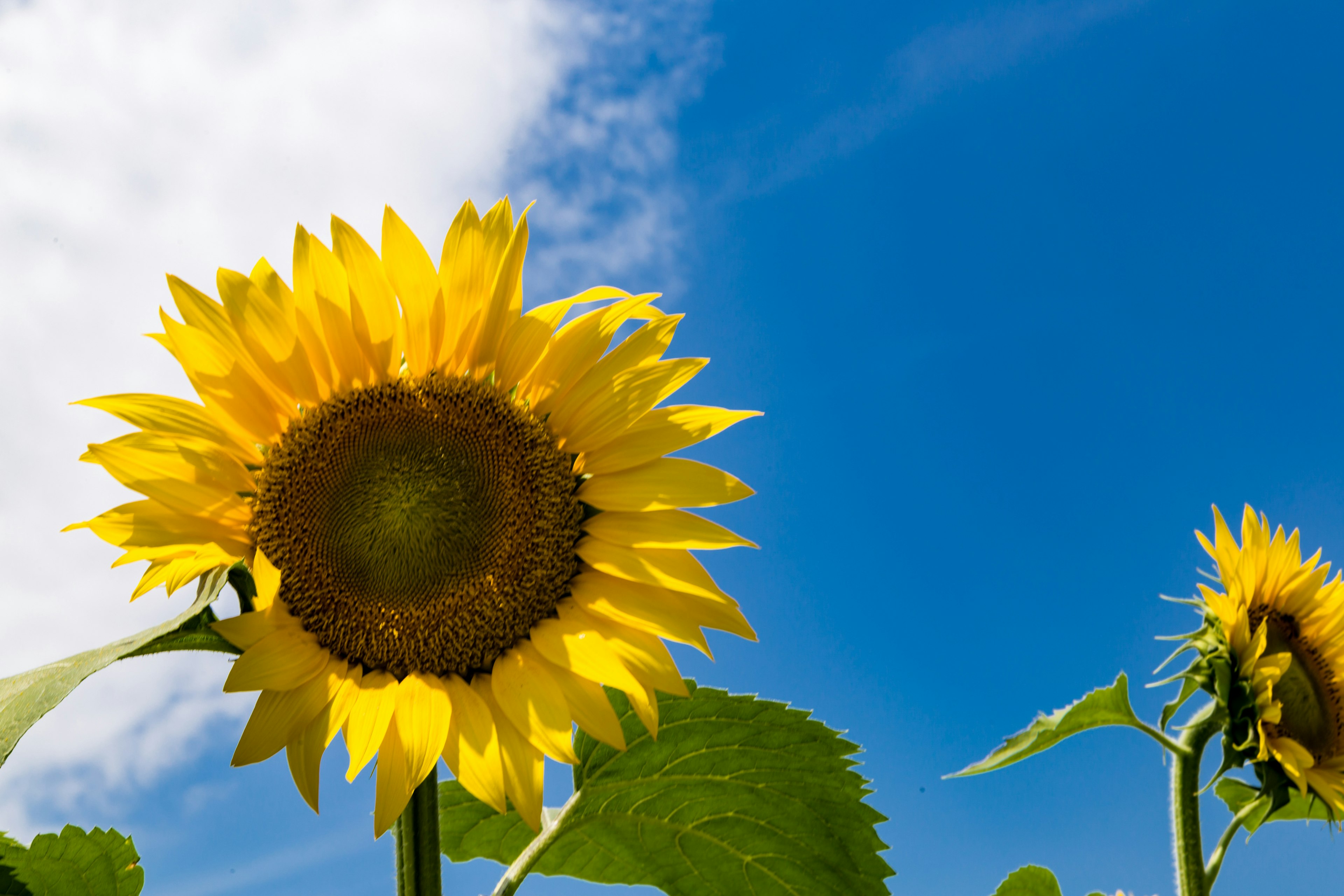 Vibrant yellow sunflower blooming under a blue sky