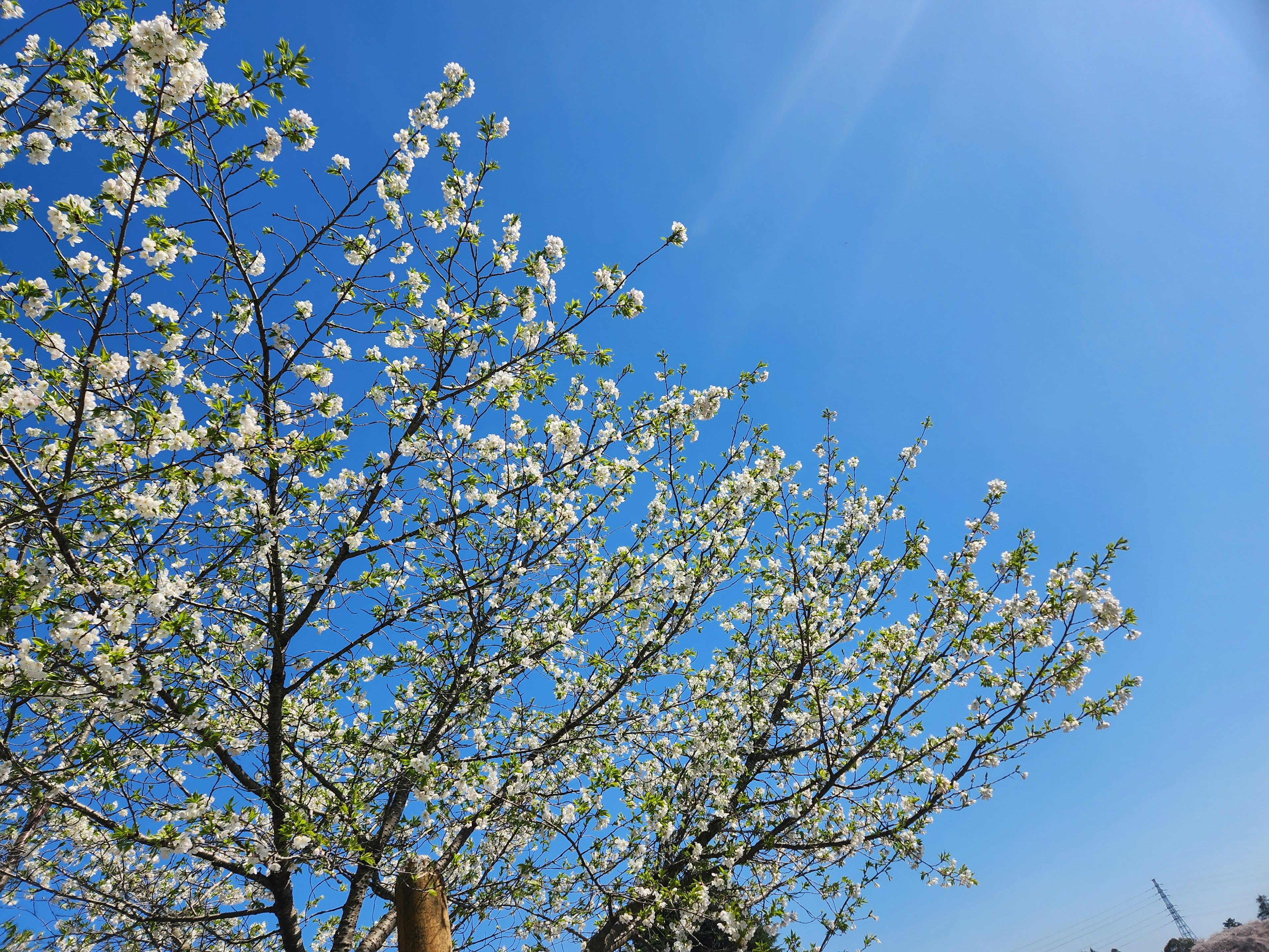 Trees with white flowers under a clear blue sky