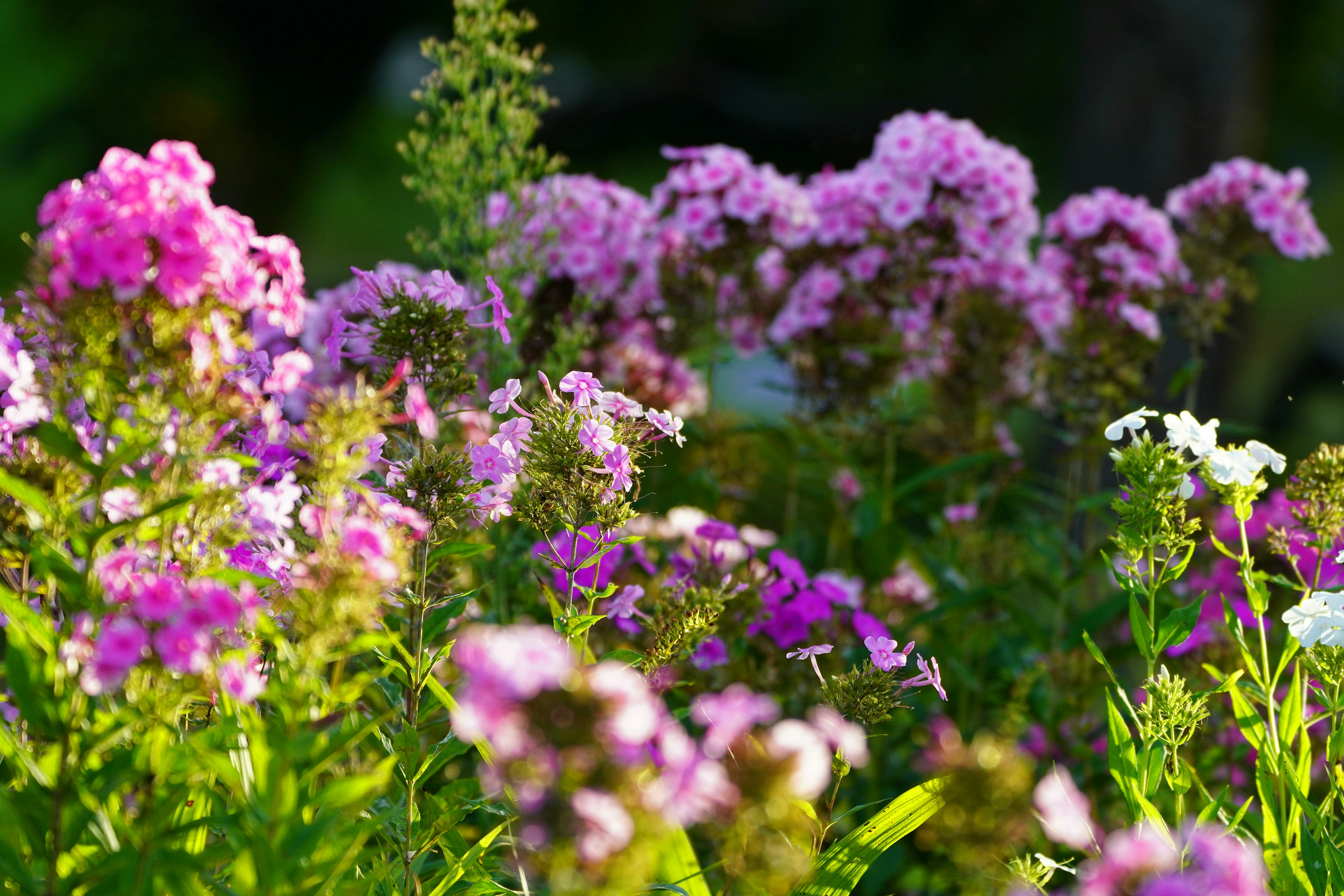 Vibrant flowers blooming in a garden