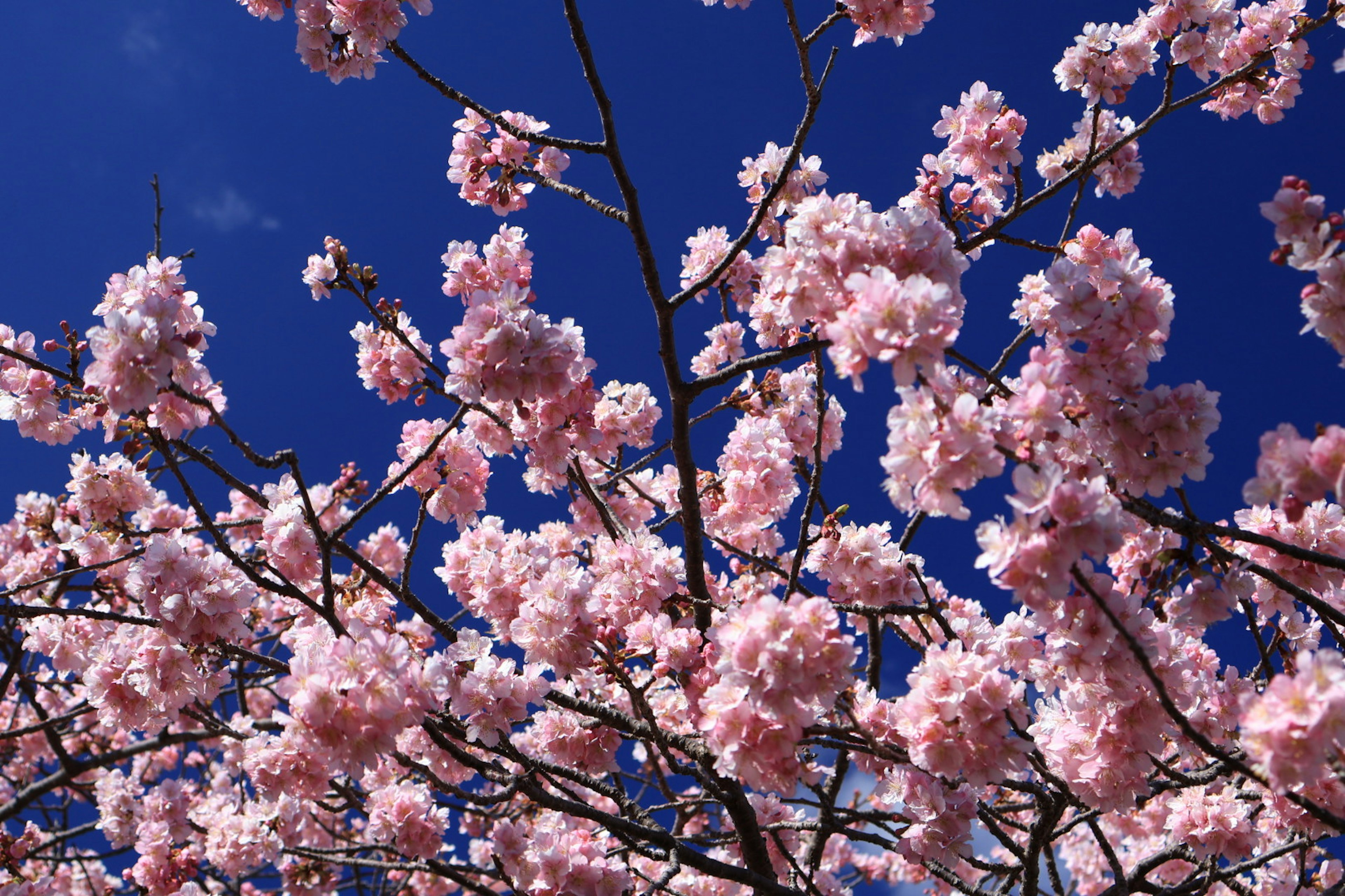 Cabang bunga sakura dengan bunga merah muda di latar belakang langit biru