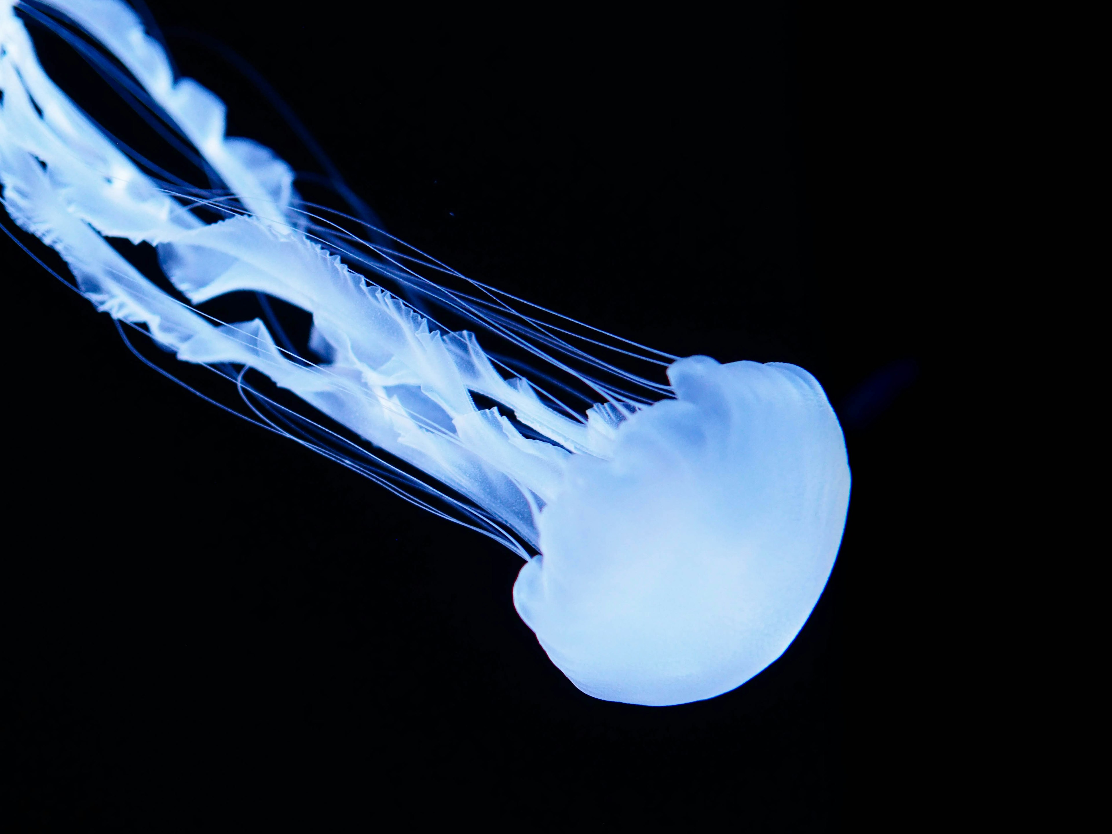 A translucent blue jellyfish floating against a black background