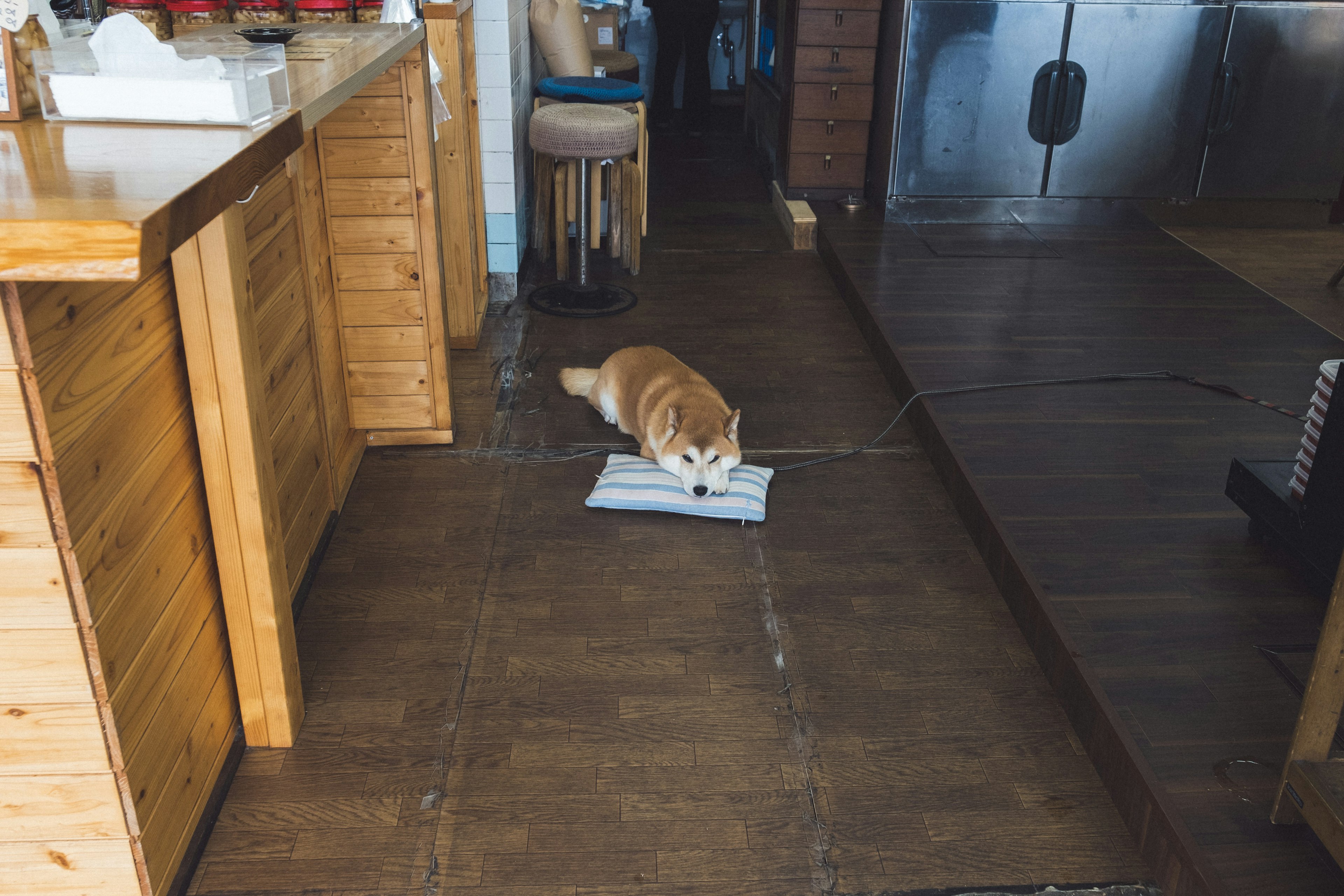 Un chien allongé sur un journal dans un espace de vie confortable