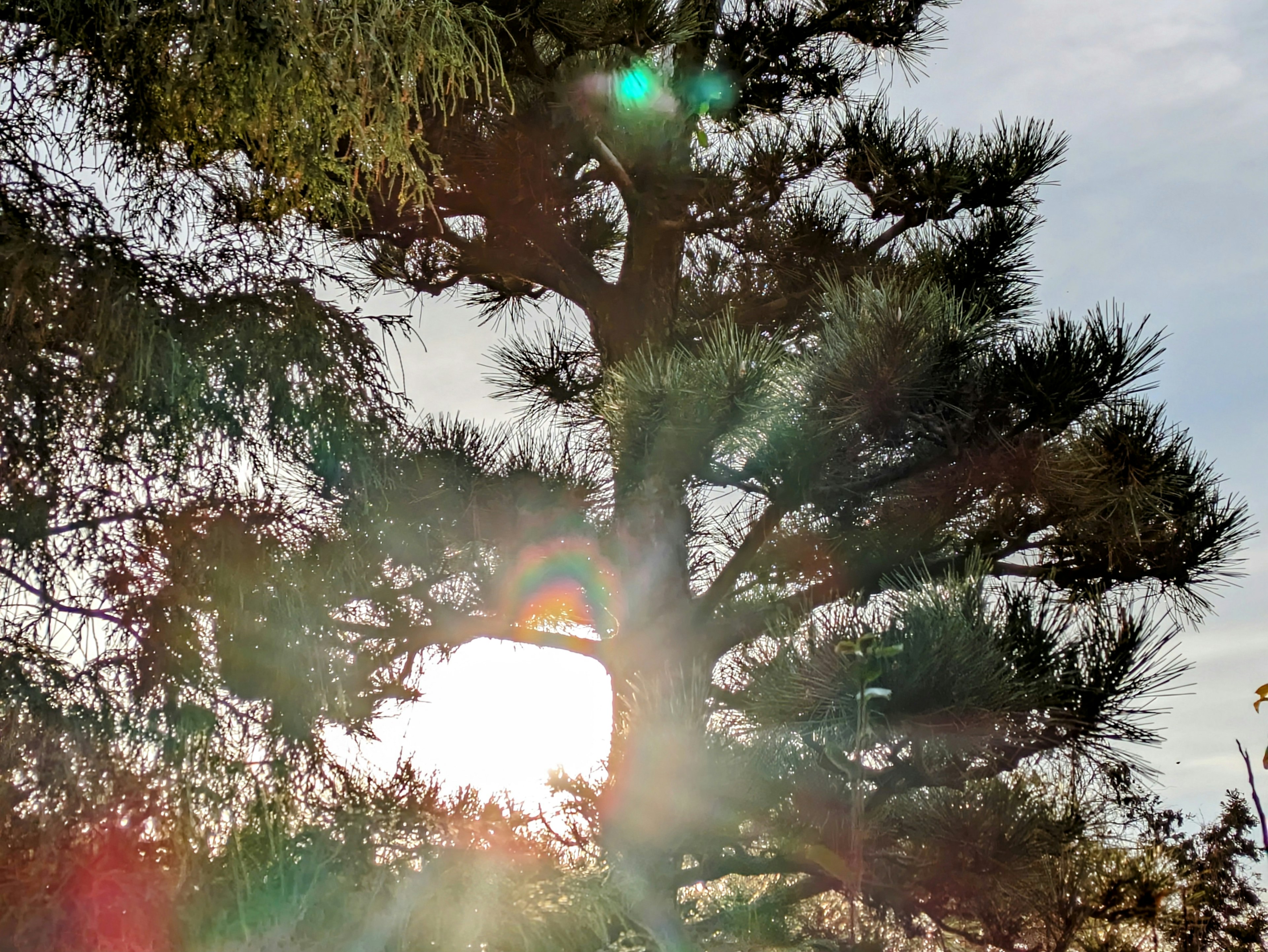 Silueta de un árbol con luz solar detrás y destellos de luz coloridos