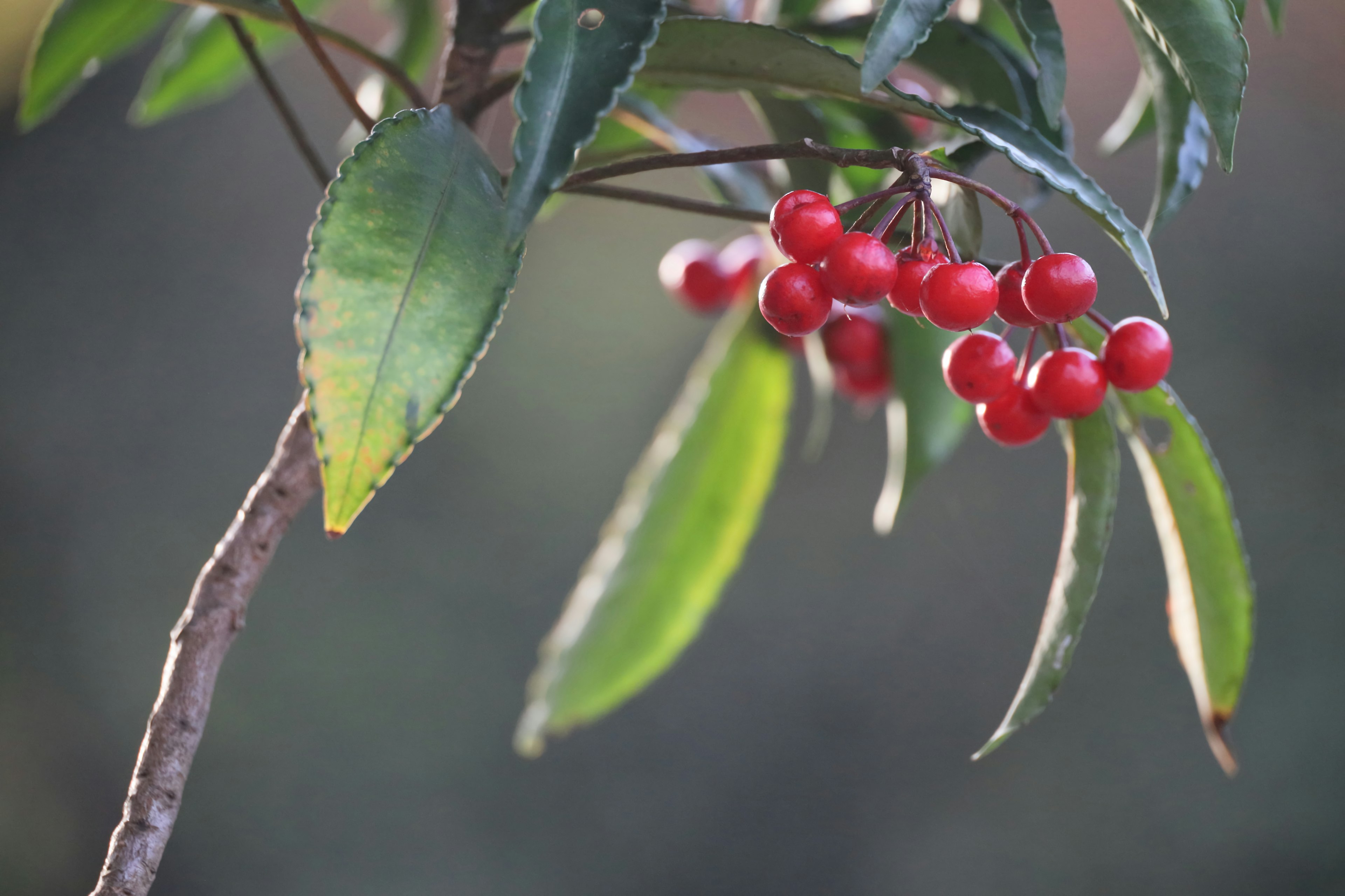 Zweig mit roten Beeren und grünen Blättern